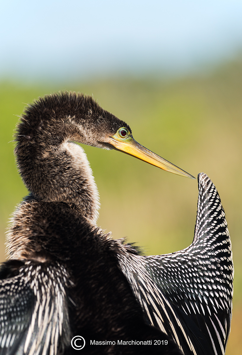 Anhinga