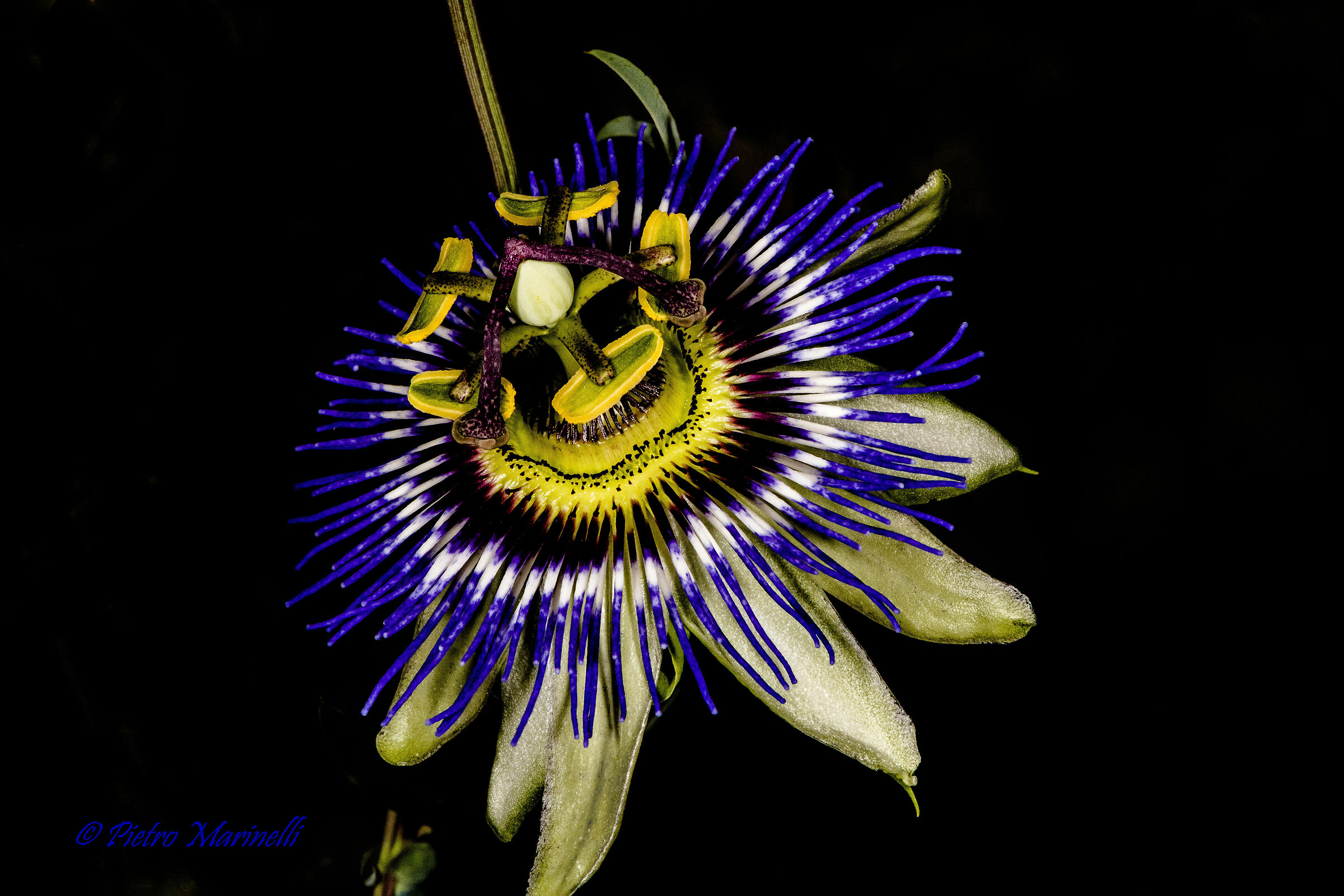 Passiflora