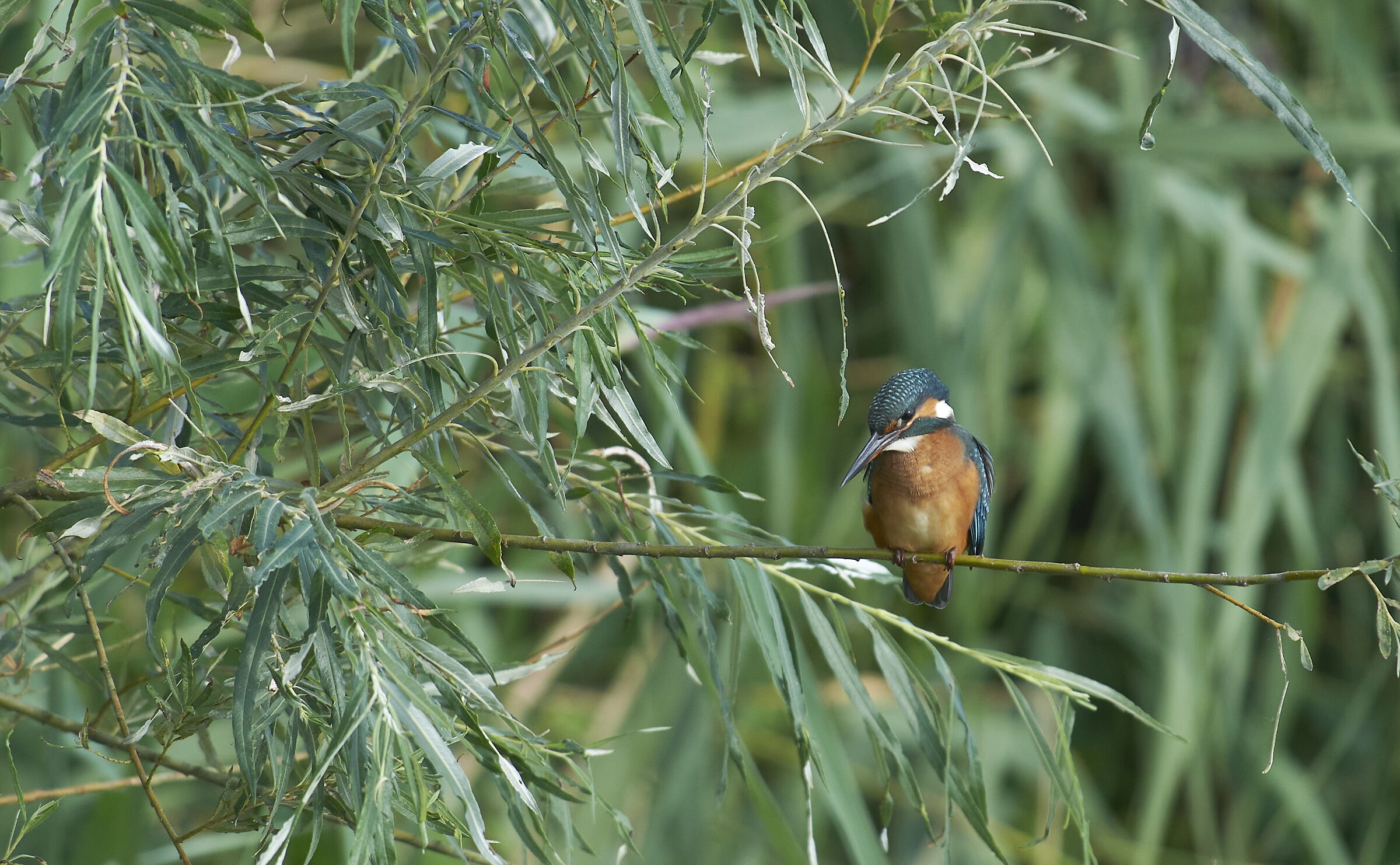 Kingfisher