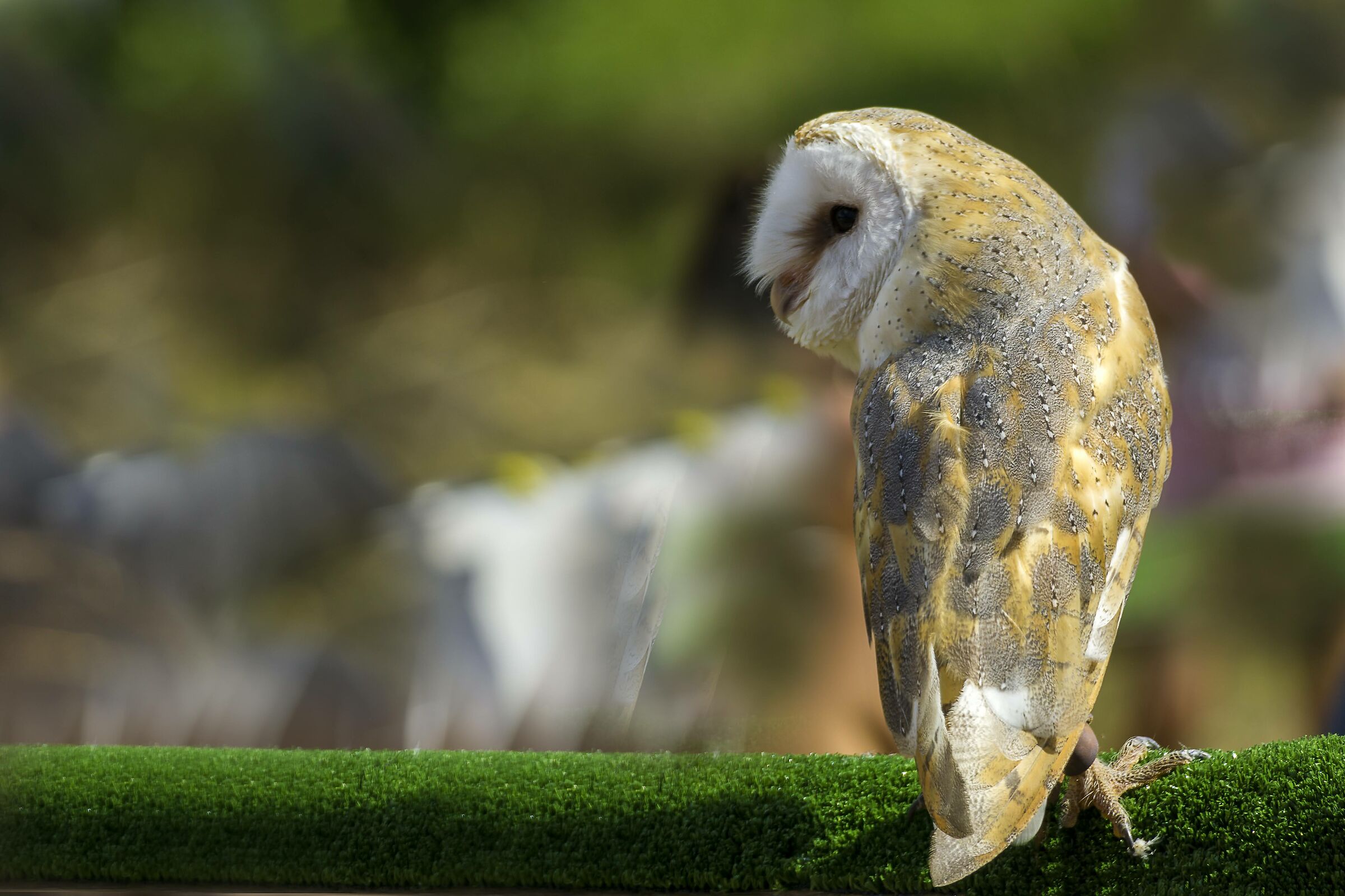 Uffa che barba che noia.....