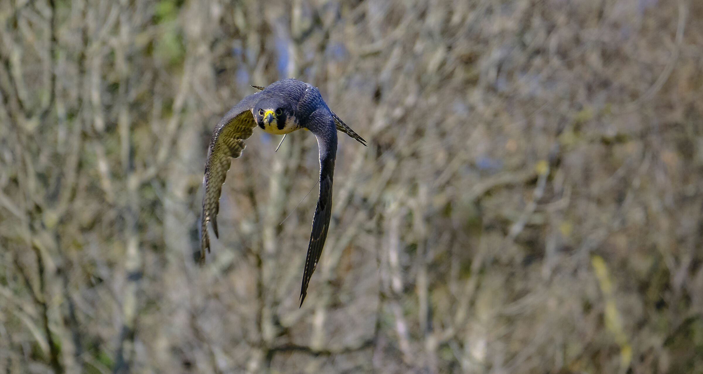 Peregrine Falcon