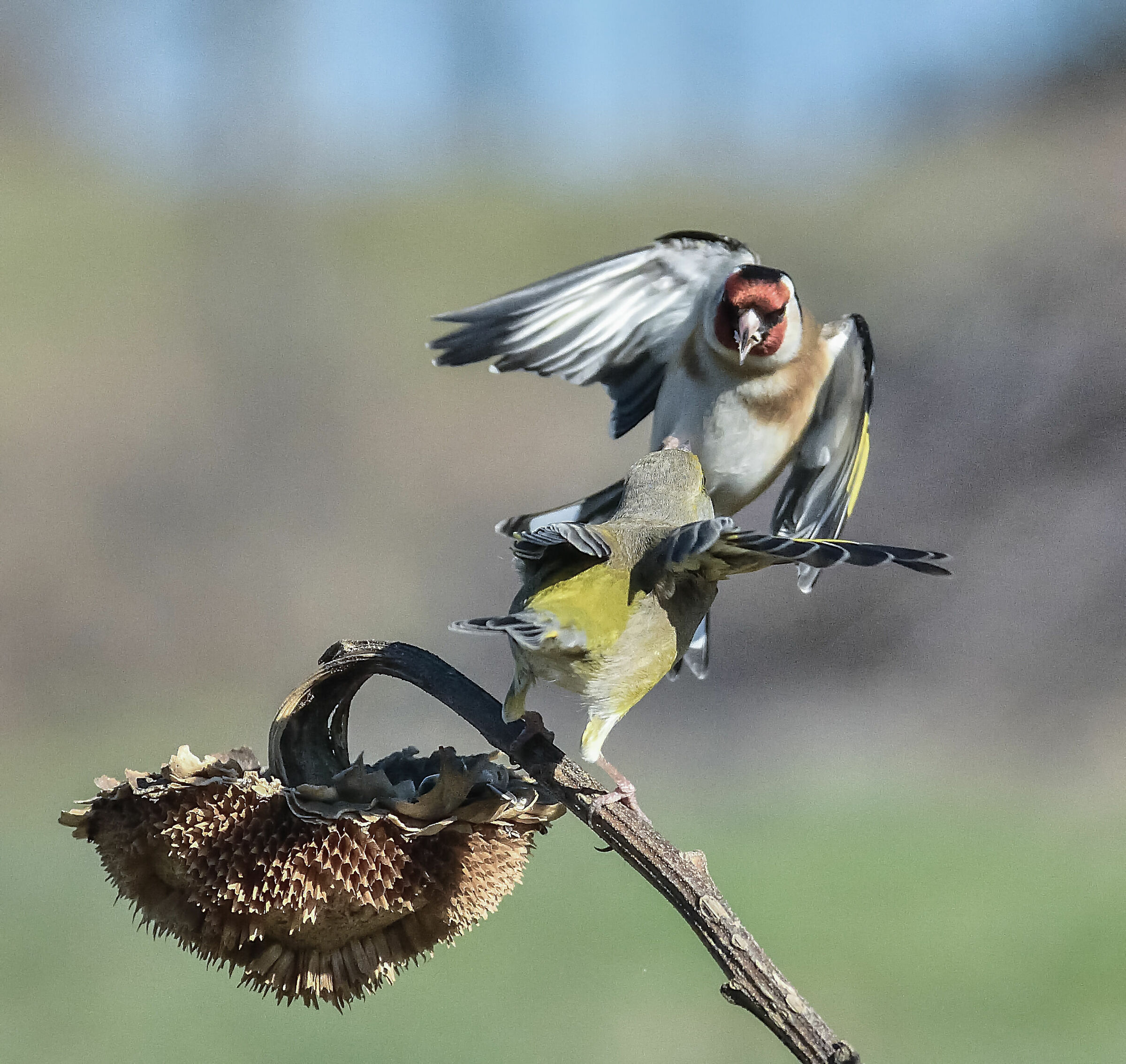 cardellino vs verdone