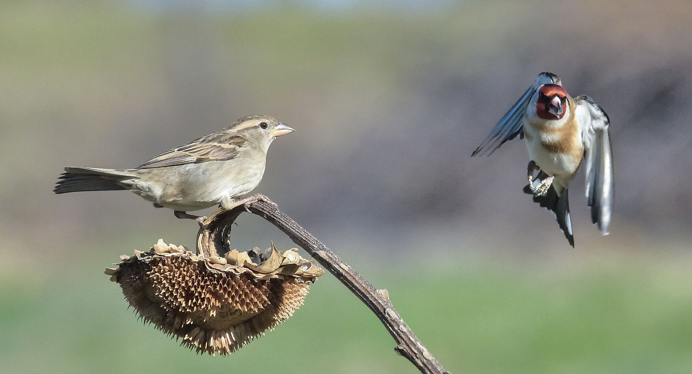 passero vs cardellino