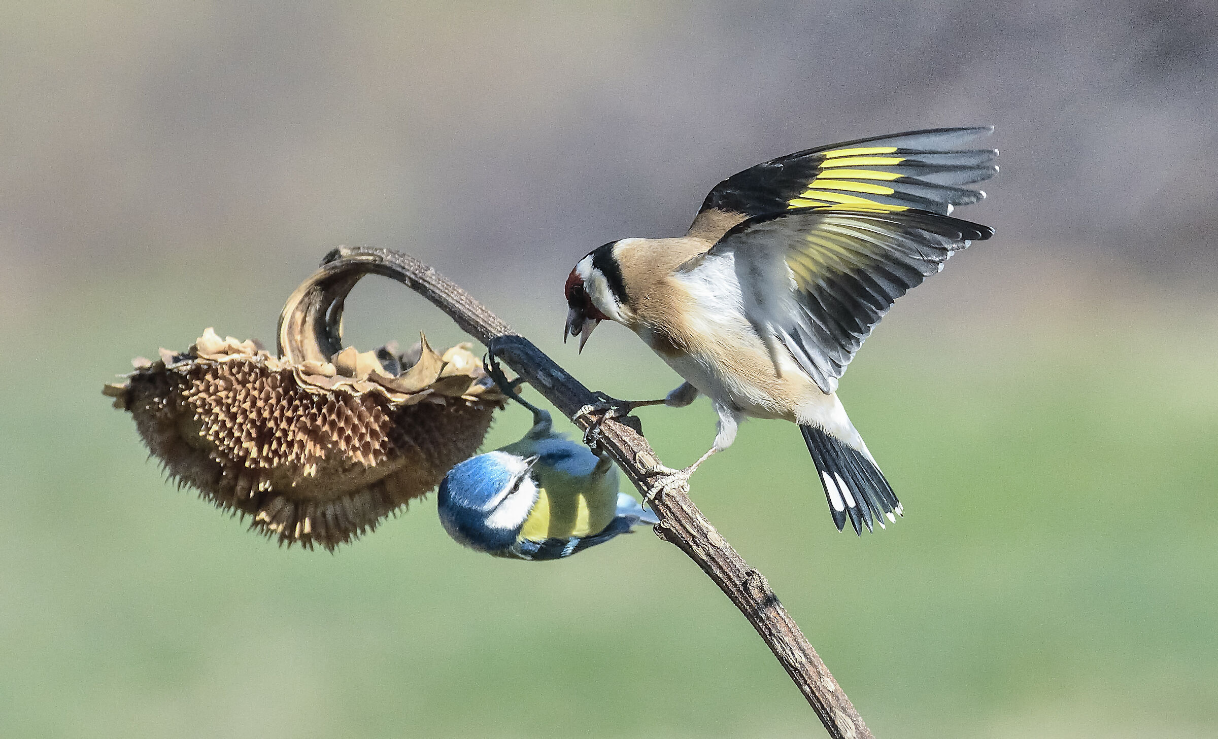 cardellino vs cinciarella