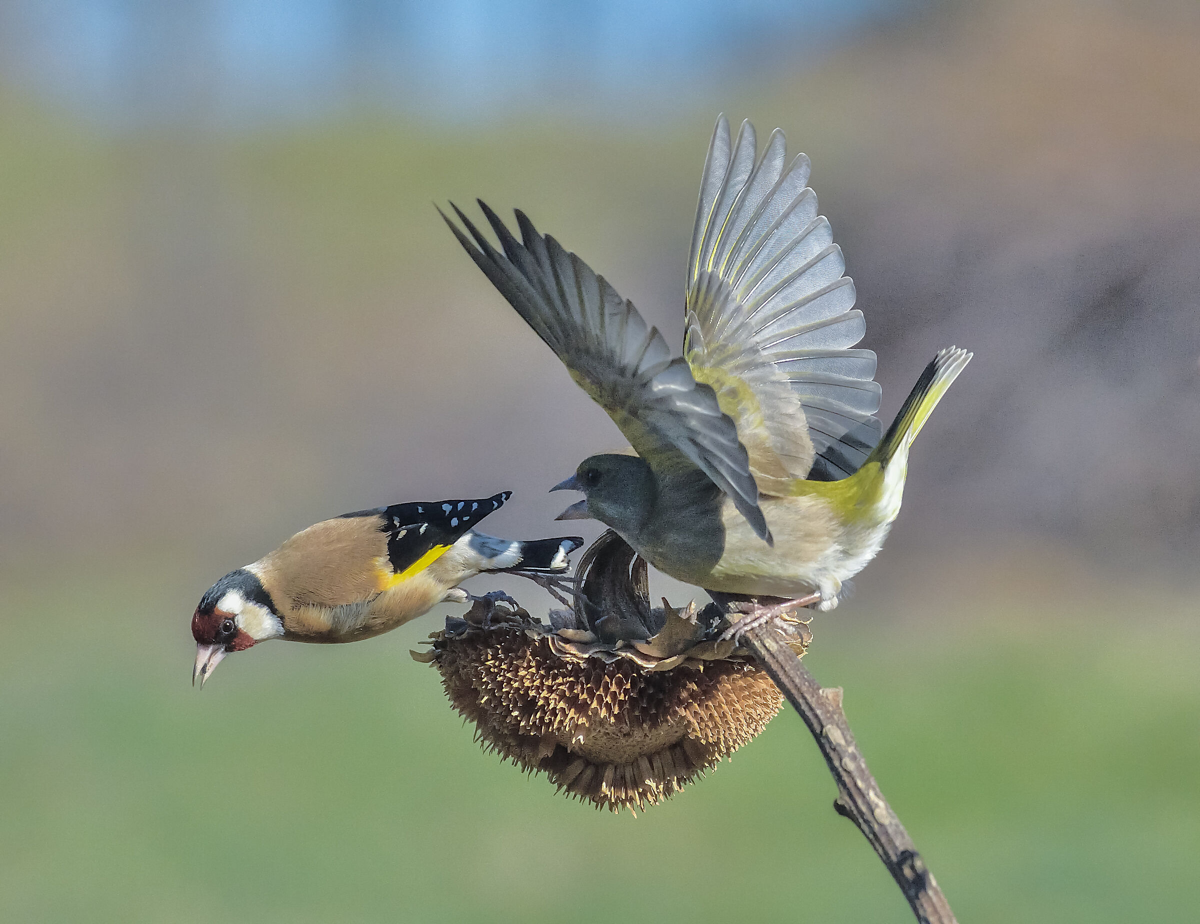 verdone vs cardellino