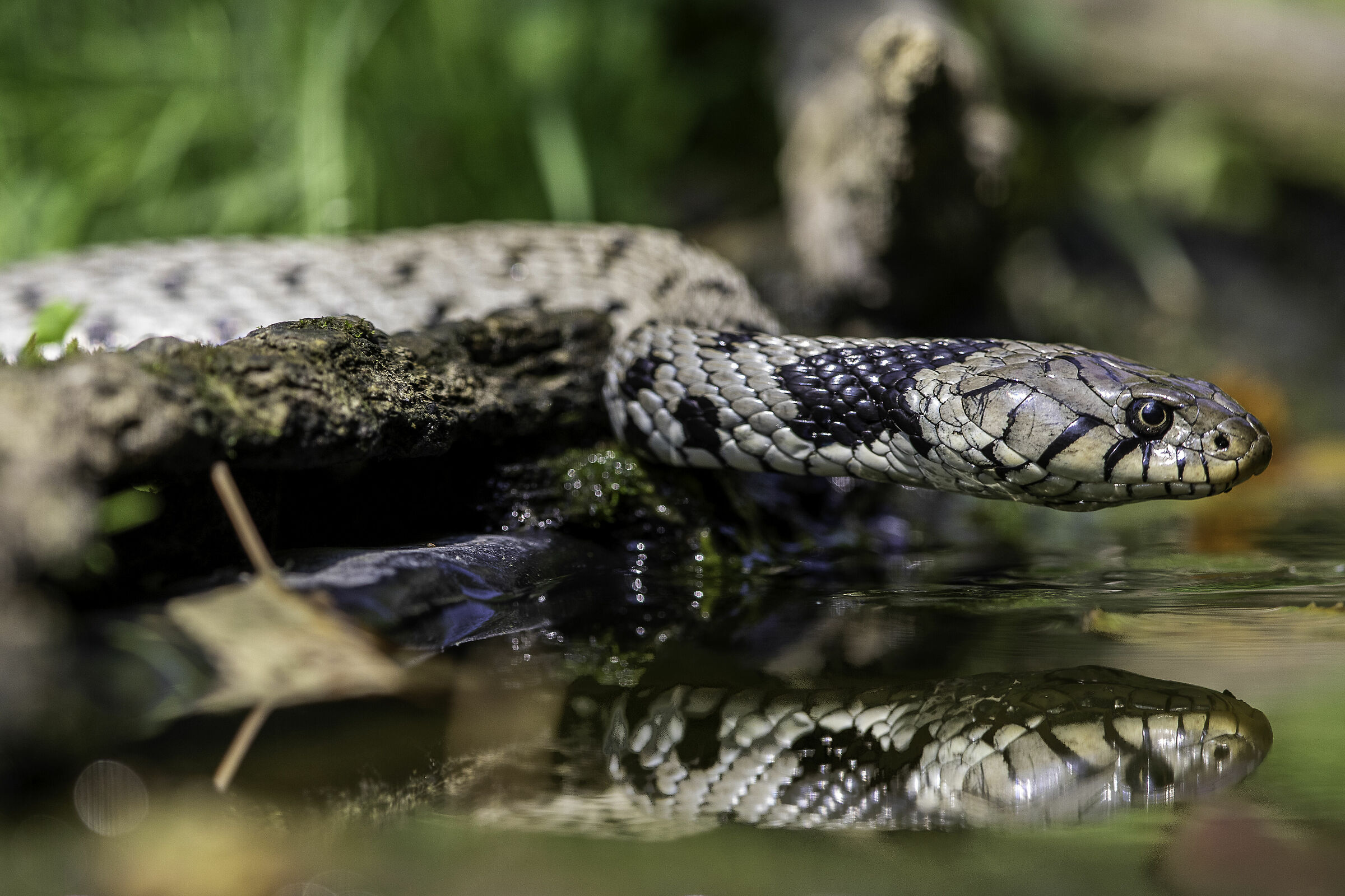 natrix che si abbevera