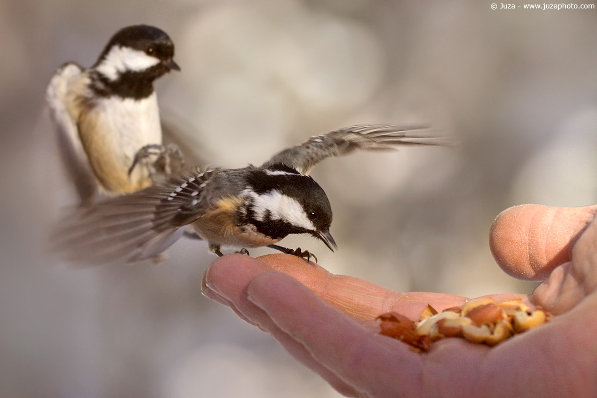 Periparus ater (Cincia Mora), 002329