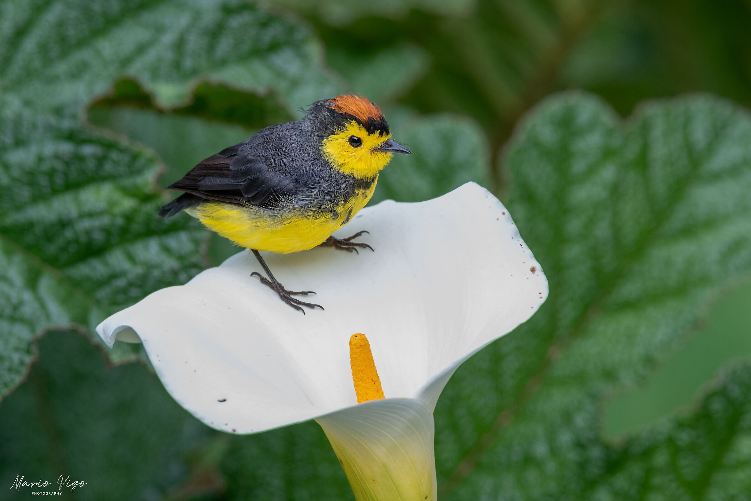 Parula pigliamosche dal collare