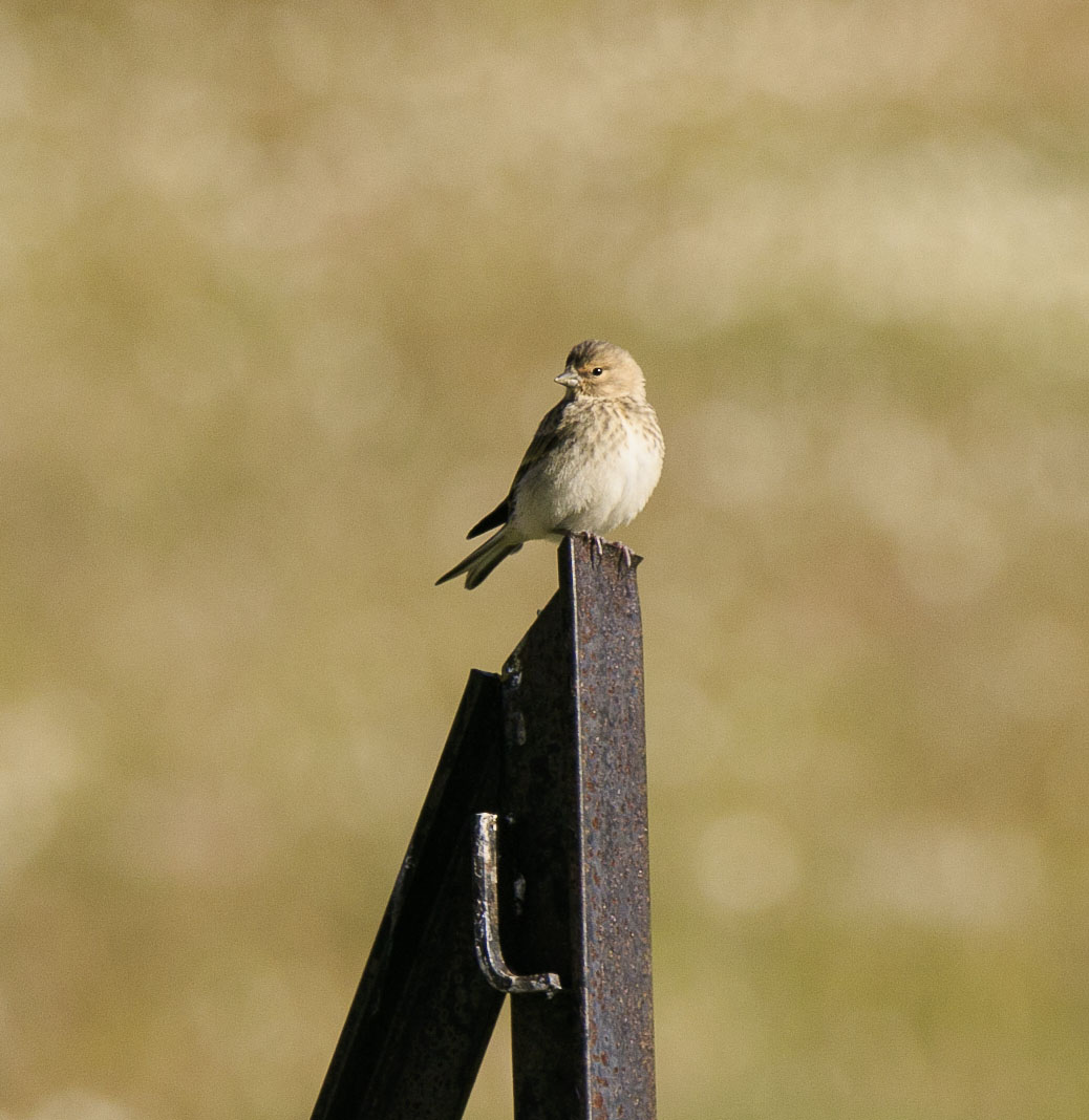 Linnet