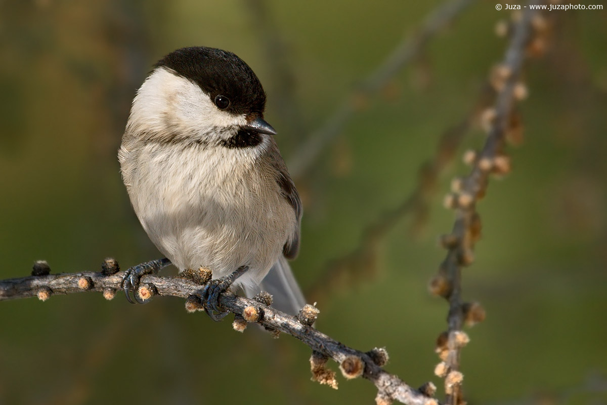 Poecile montanus (Cincia Bigia), 004572