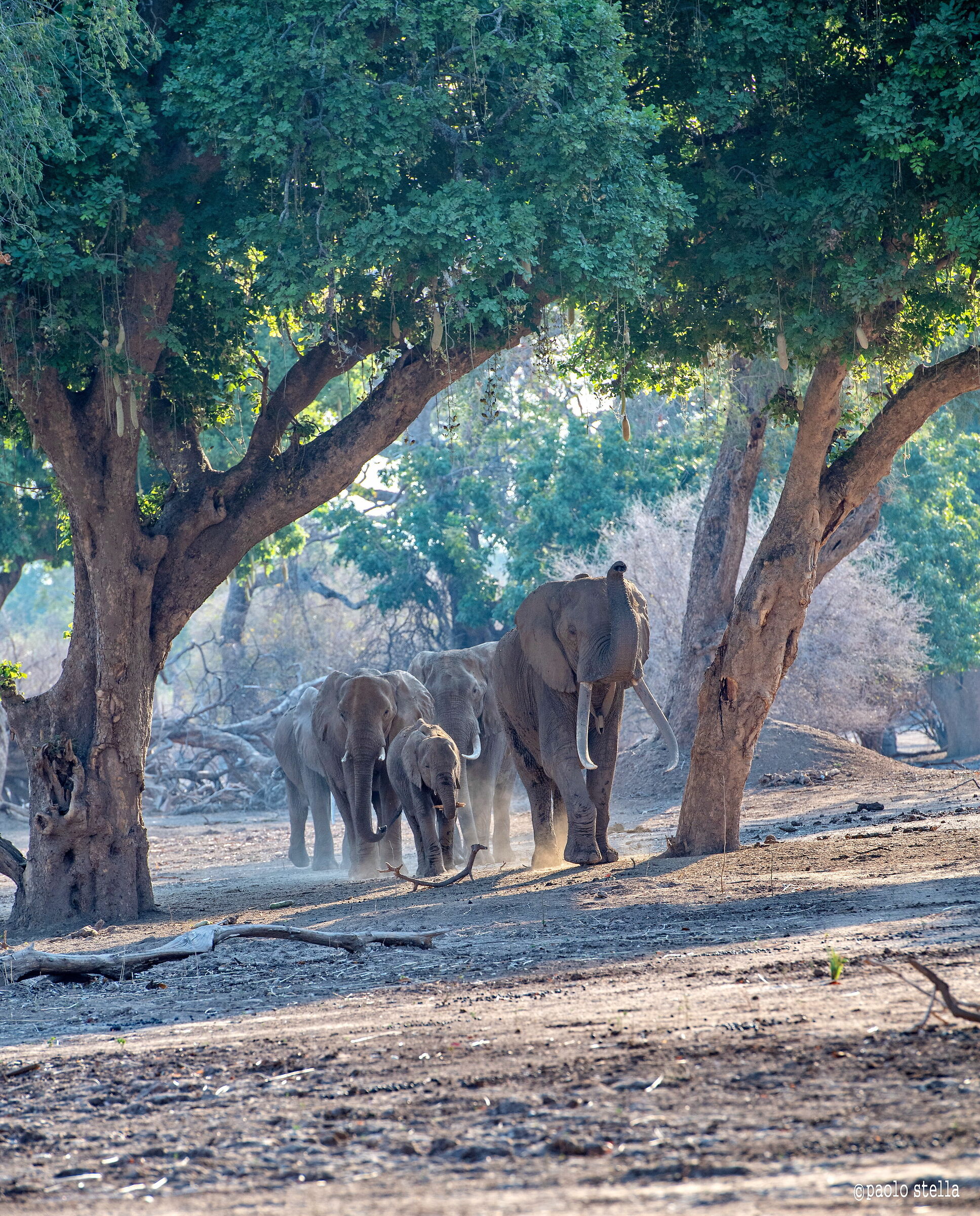 l'allegra brigata di Boswell
