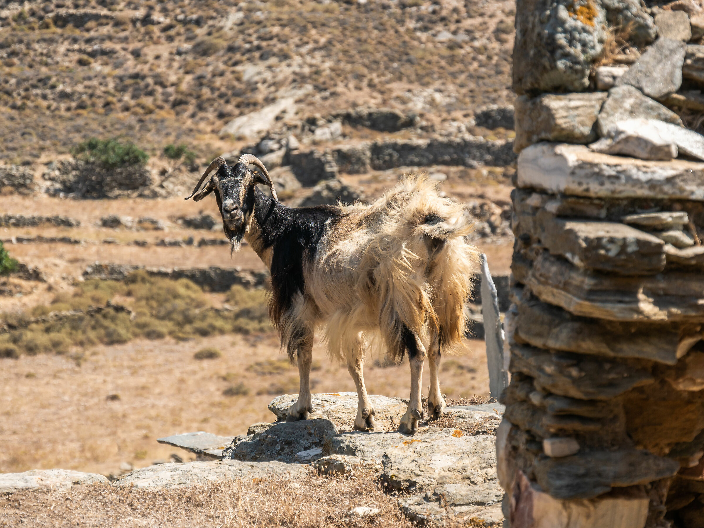 Capretta - Tinos island Greece