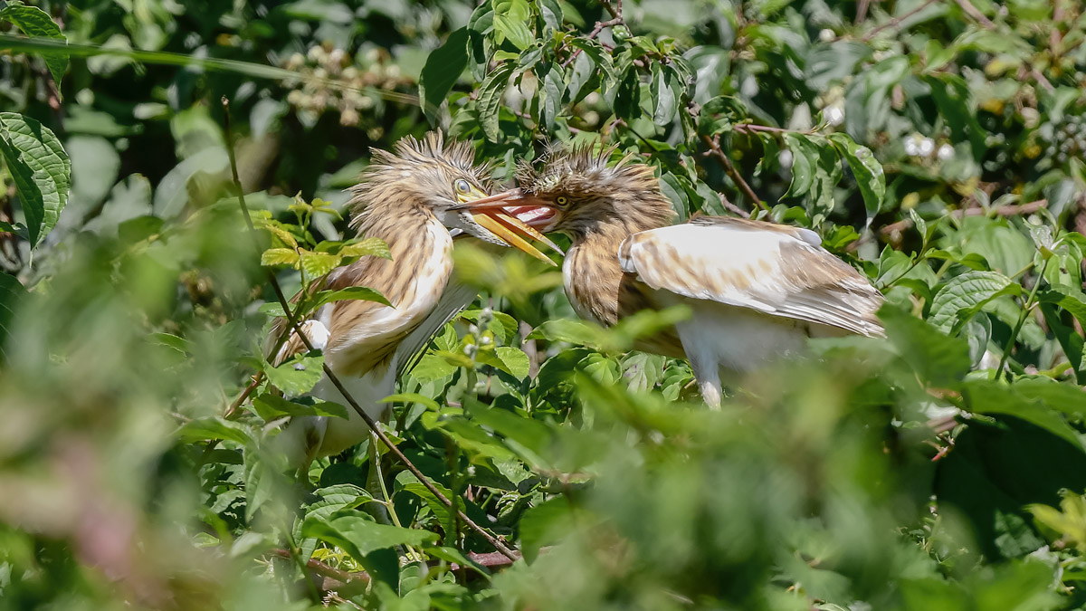 Sgarze ciuffetto giovani che se le danno
