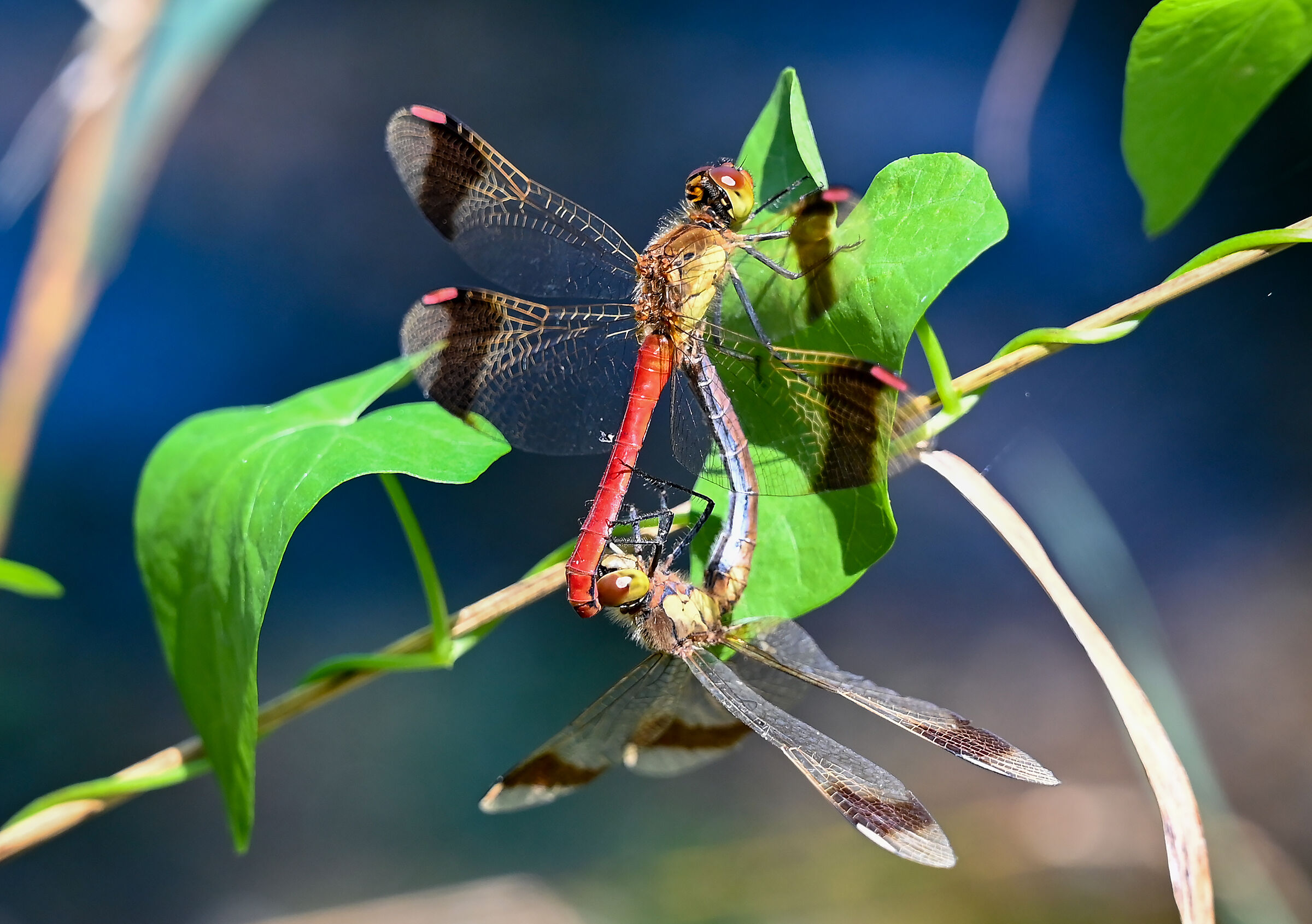 Pair
