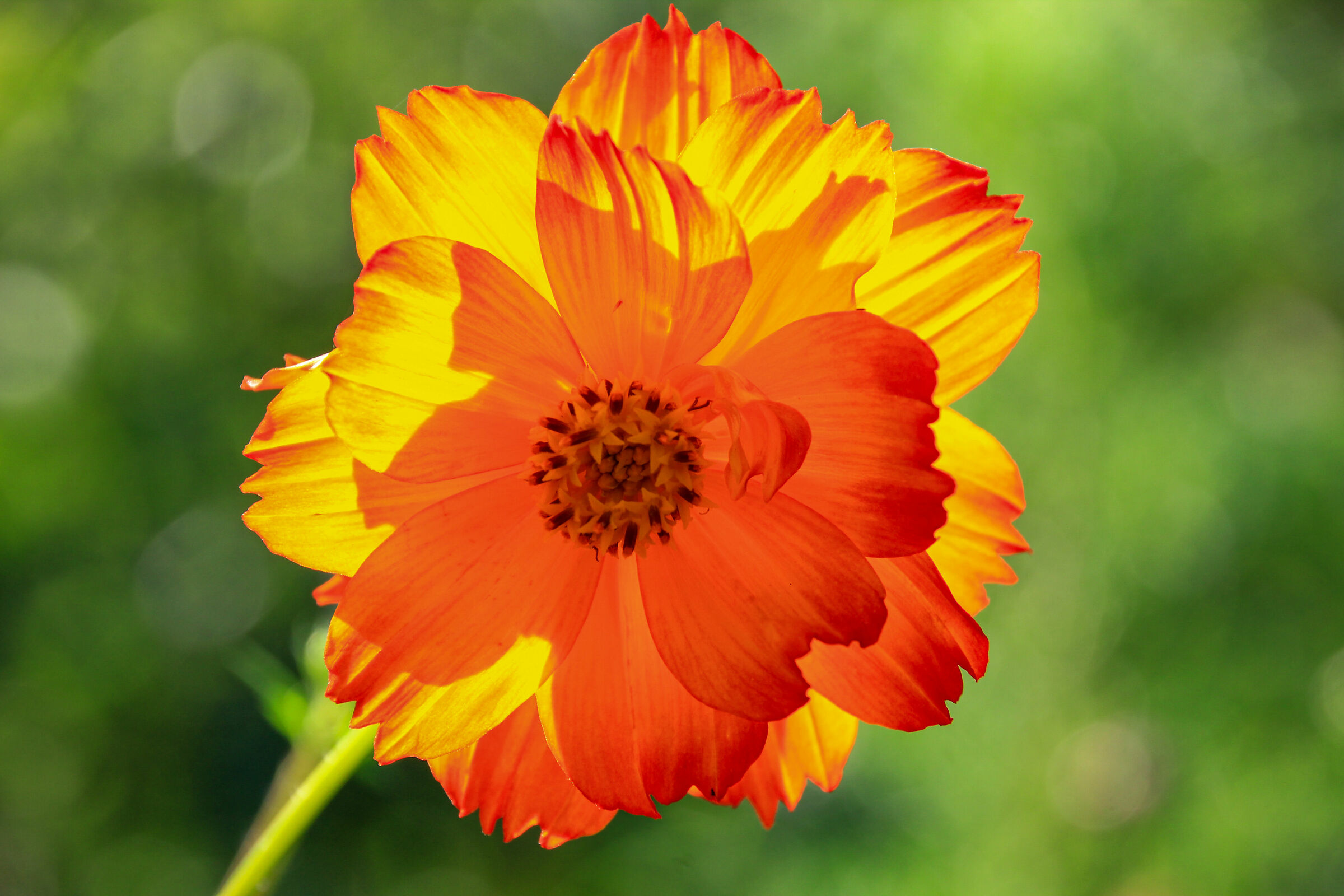 the color of the sun