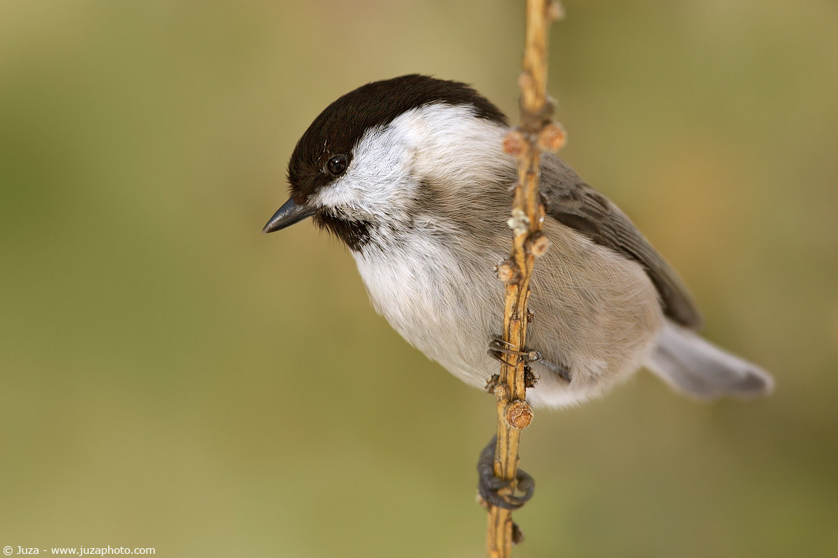 Poecile montanus (Marsh Tit), 004574
