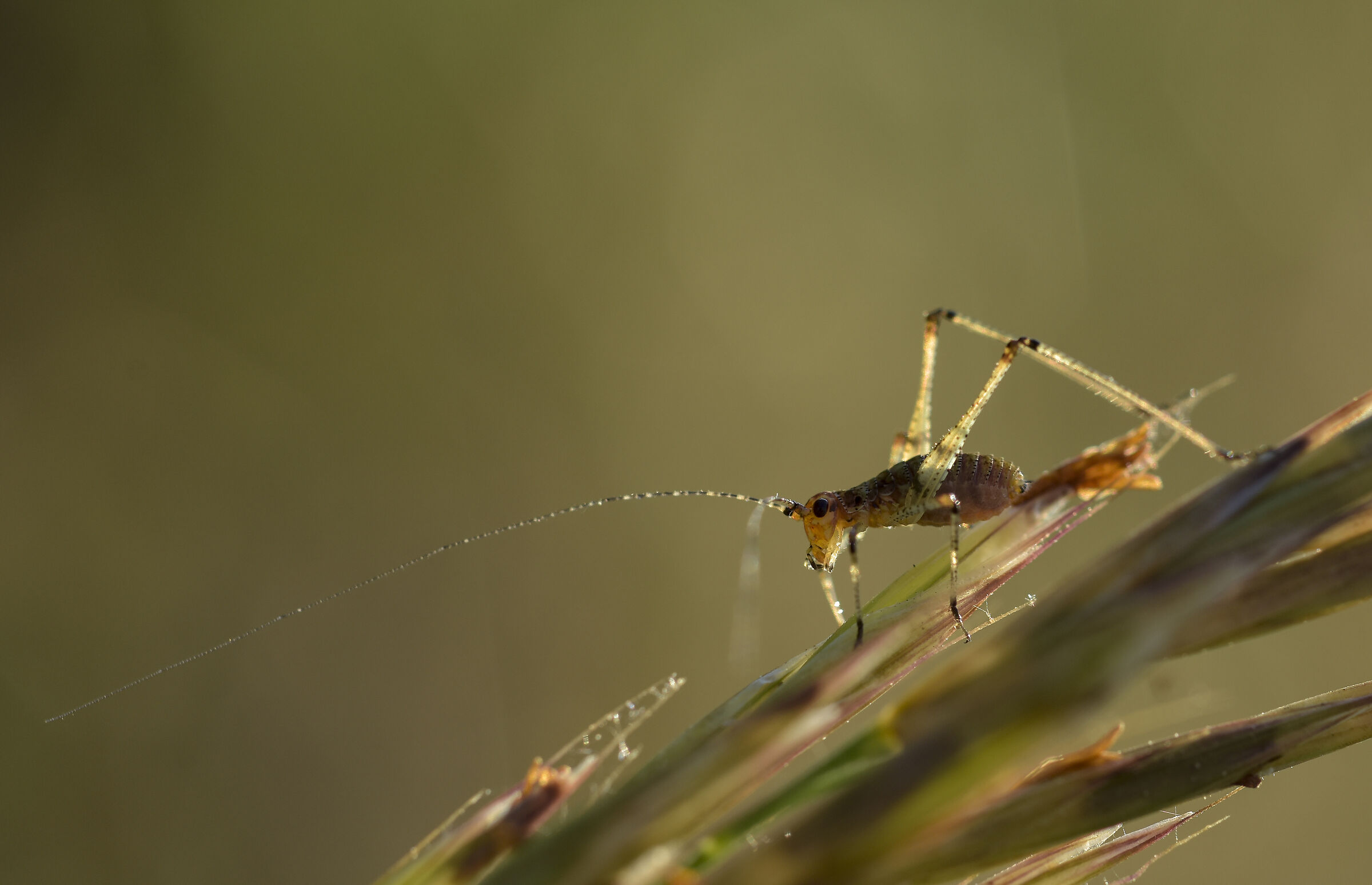 Cricket