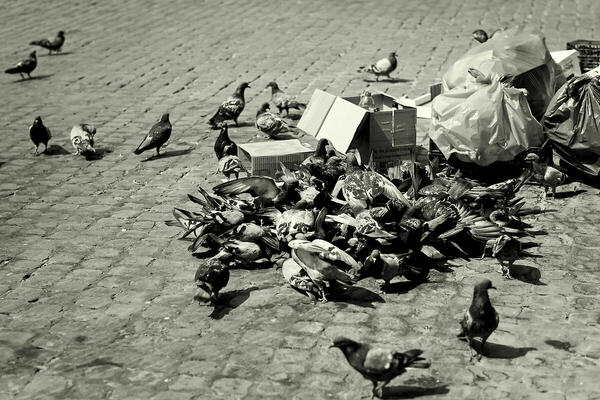 Foto