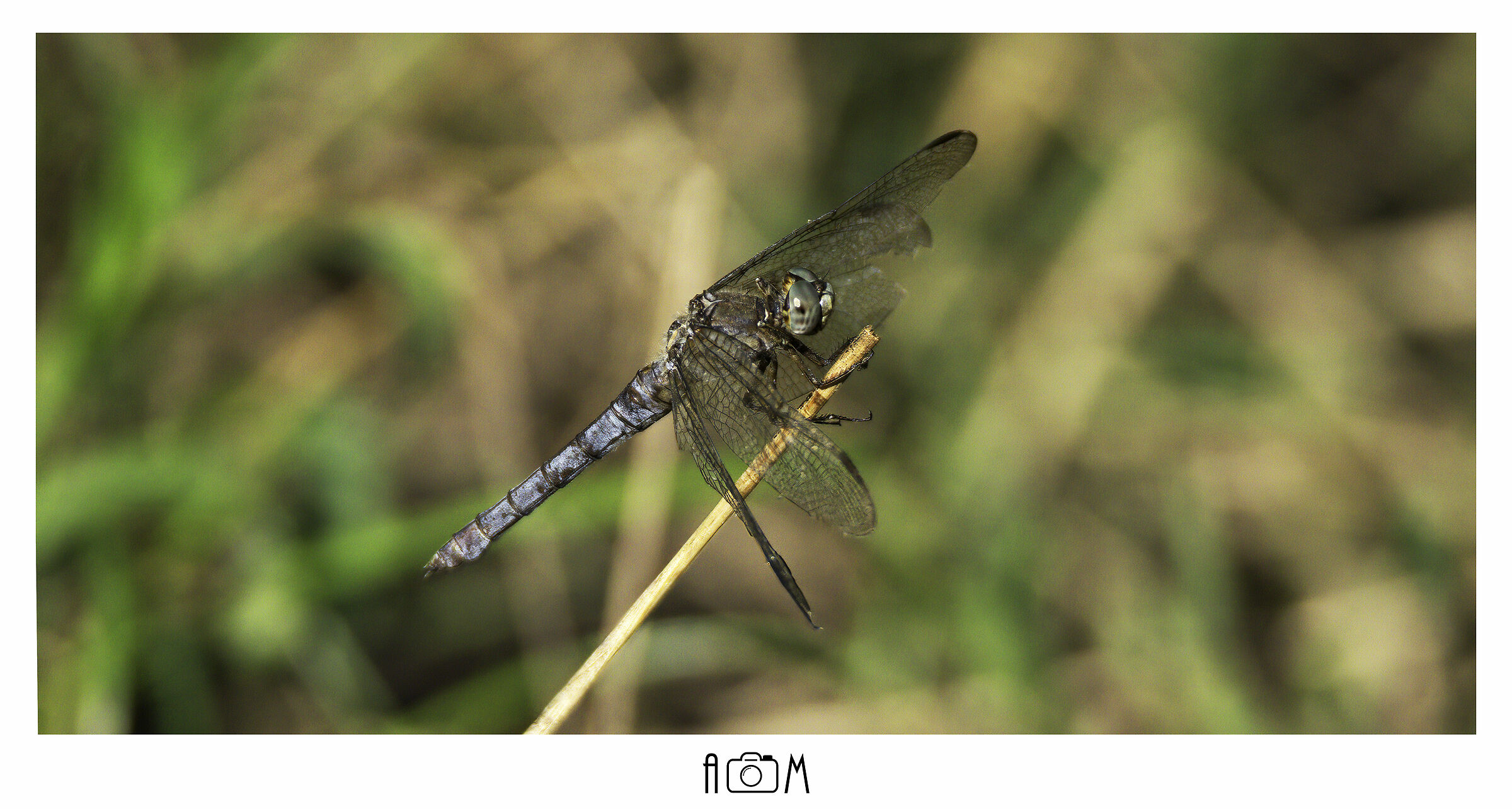 Dragonfly - Ticino Park - August 2020