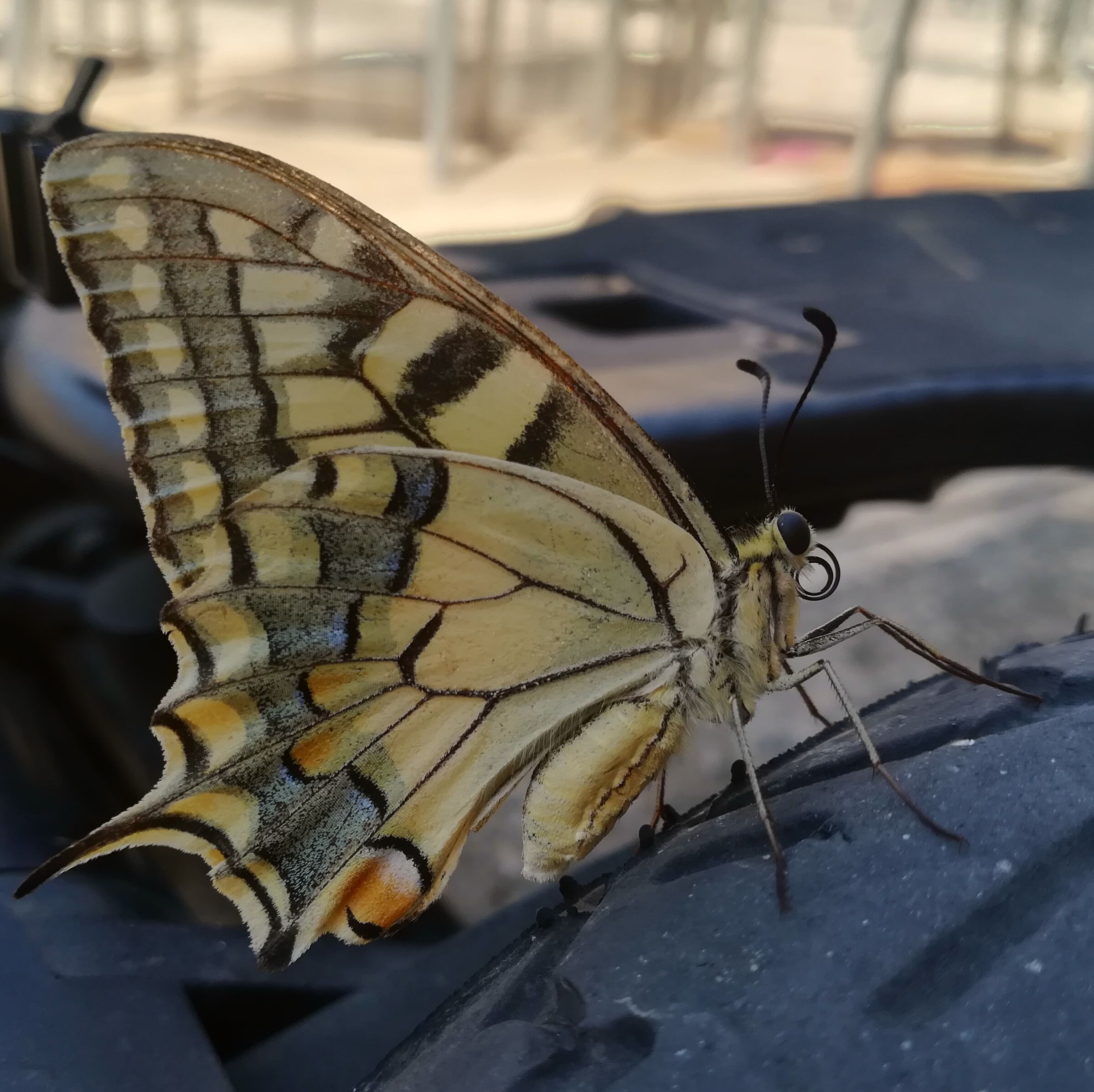 Piazza Elettra Marconia