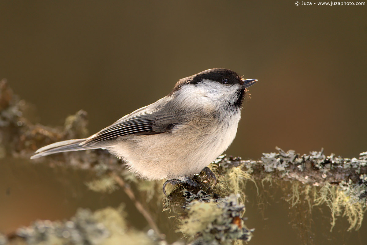Poecile montanus (Cincia Bigia), 005080