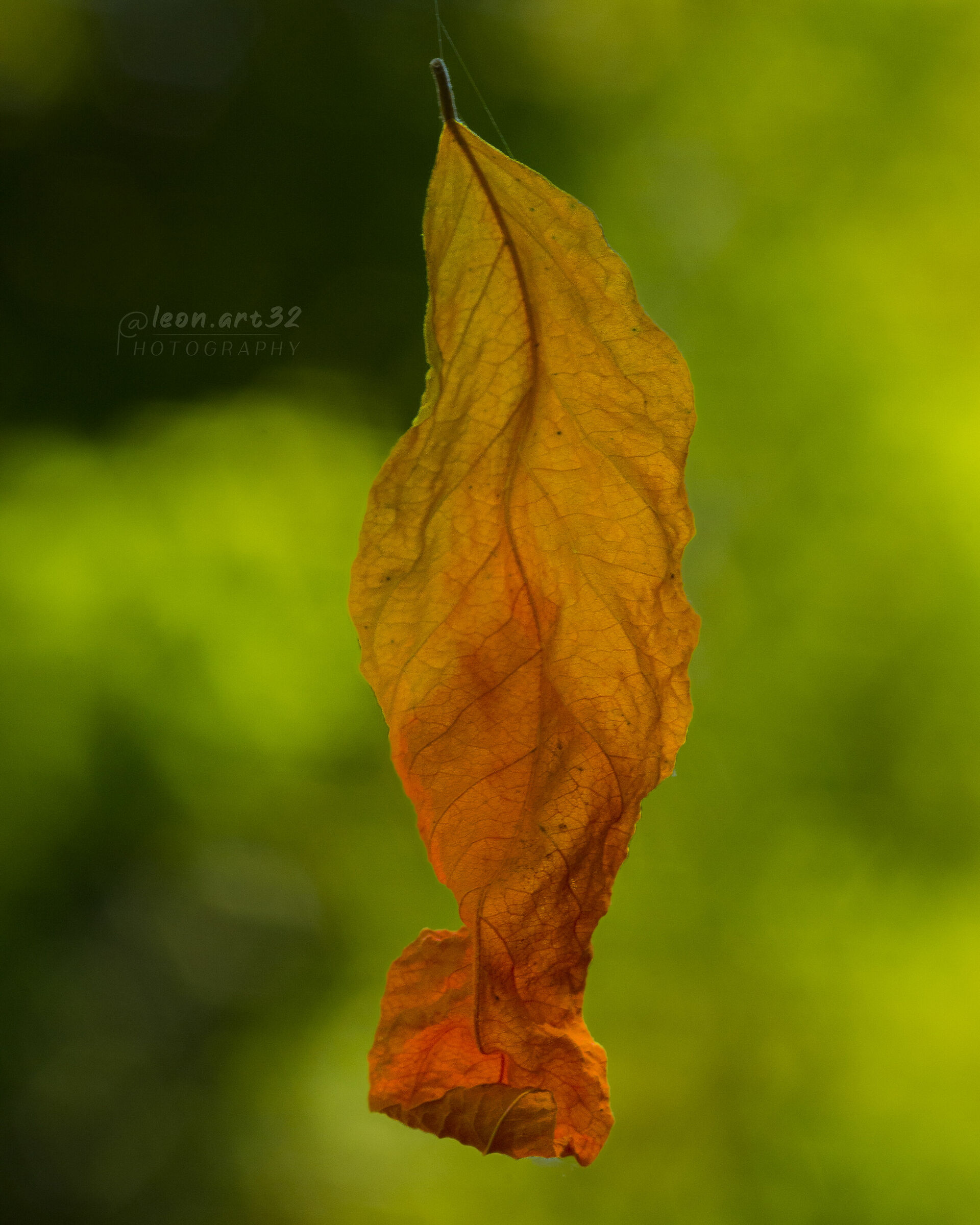 The outstanding autumn