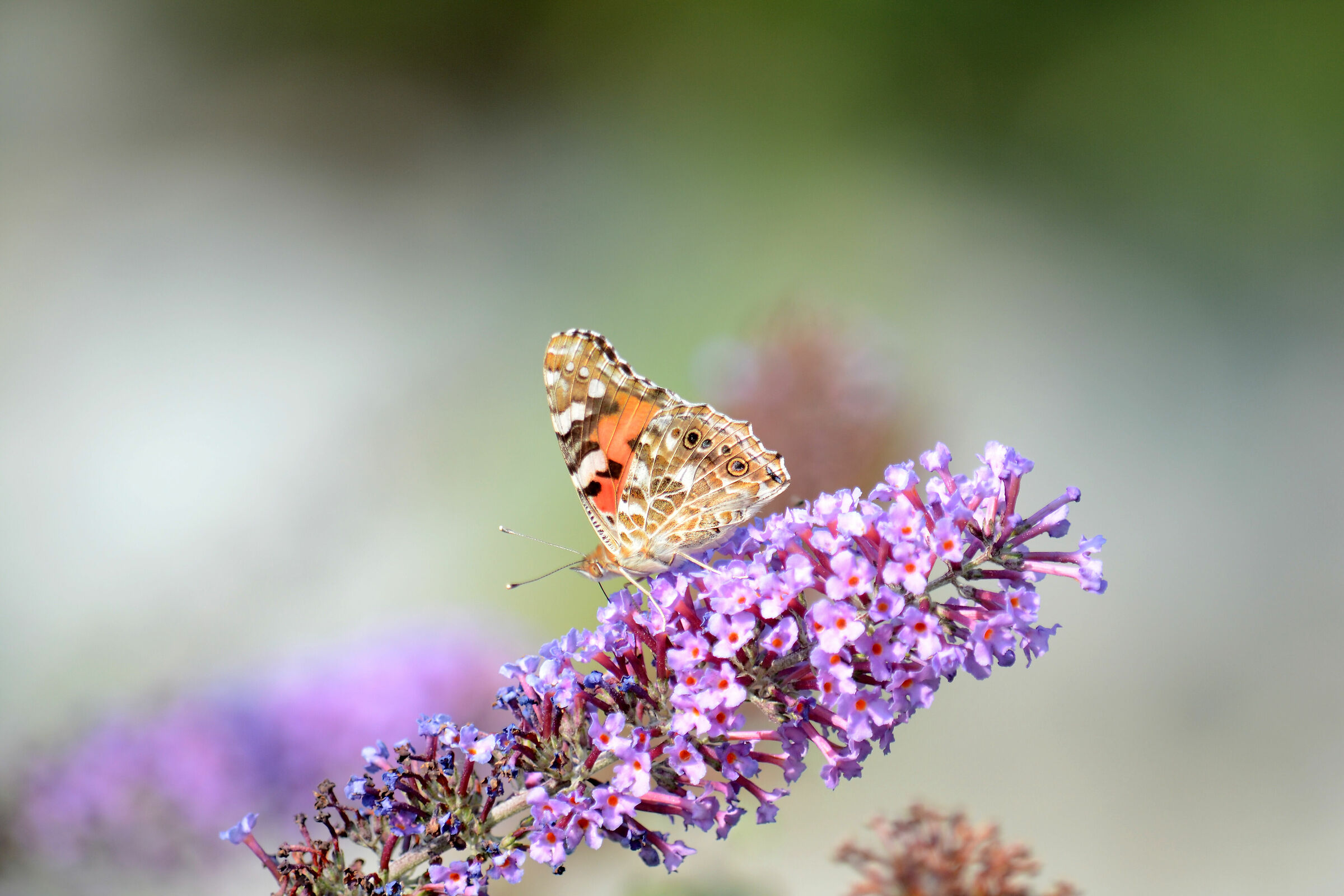 Amber Butterfly, New8