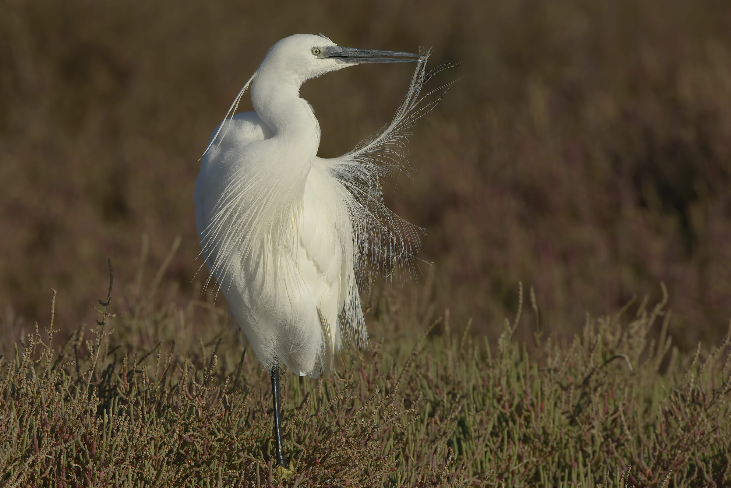 egrets in cleaning