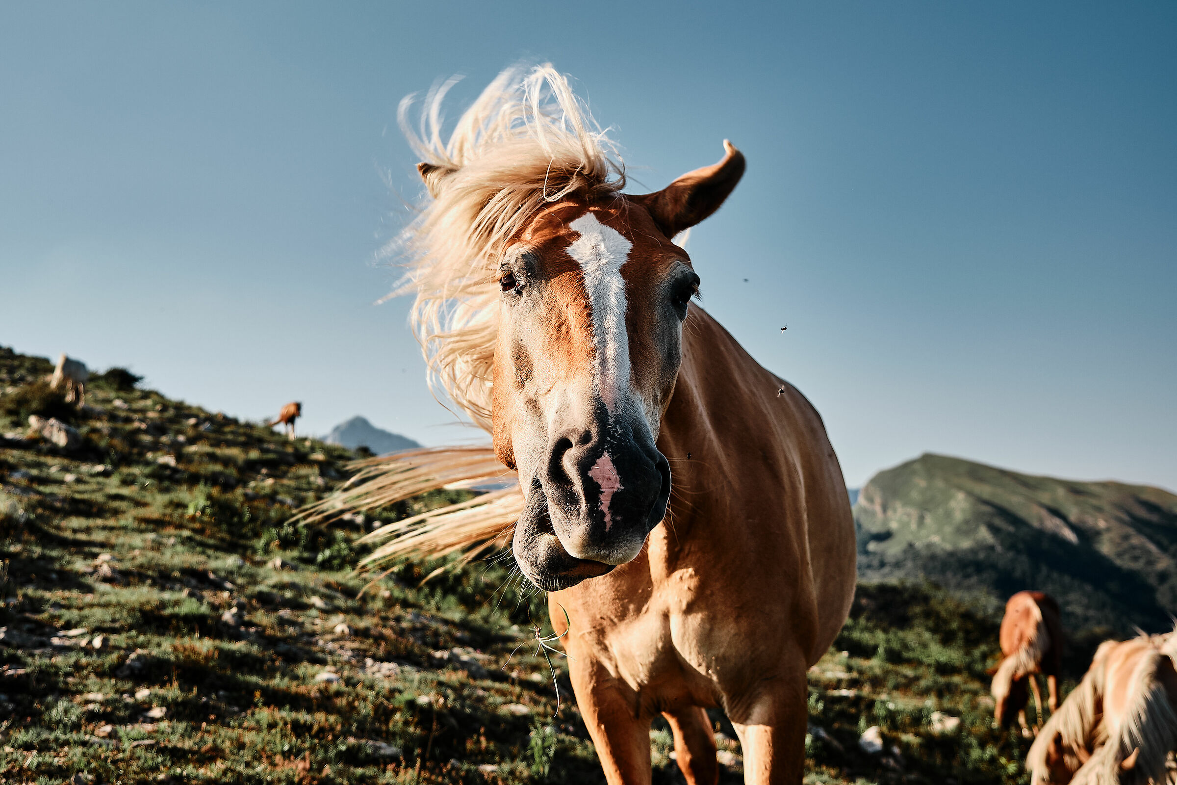 Il cavallo e le mosche