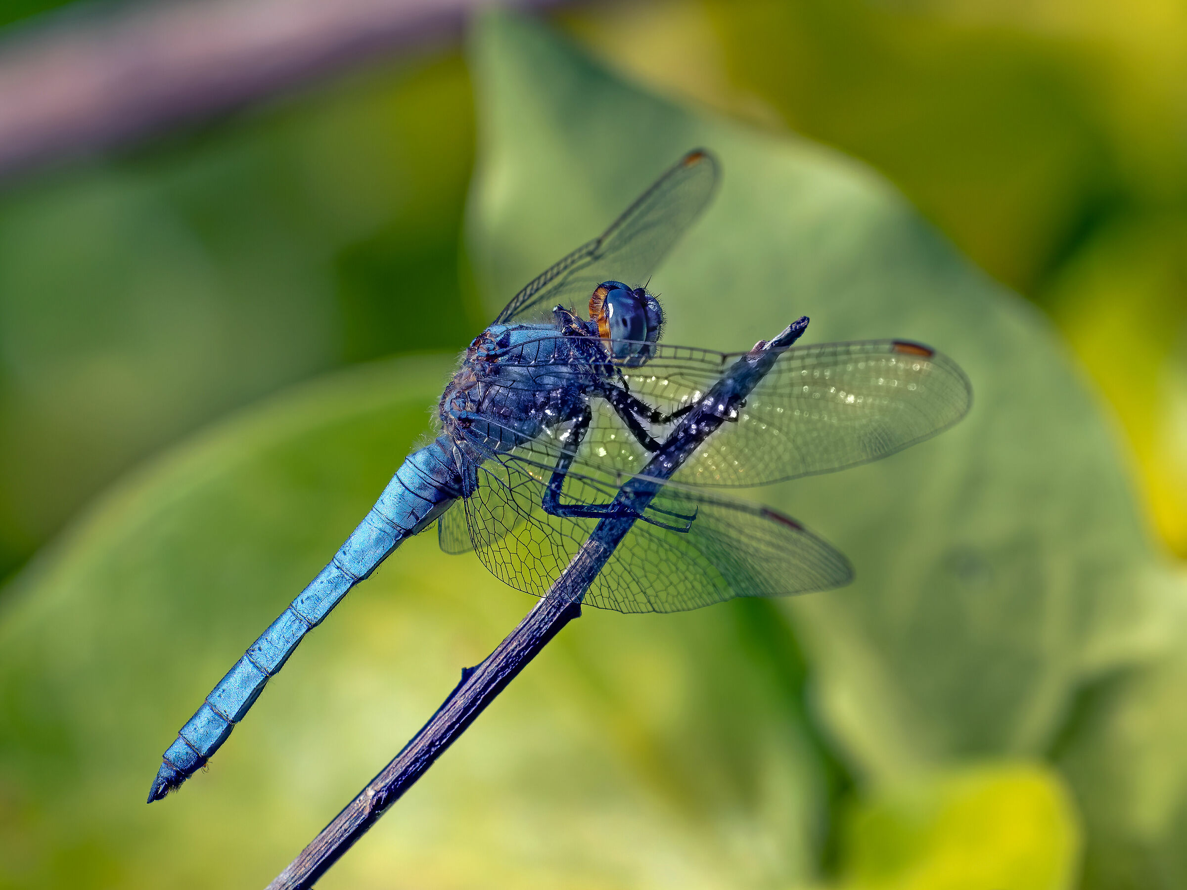 Dragonfly