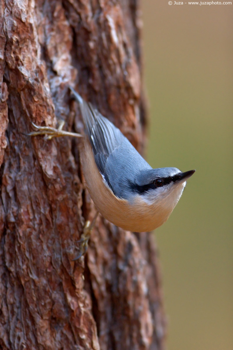 Sitta europaea (Picchio Muratore), 003864