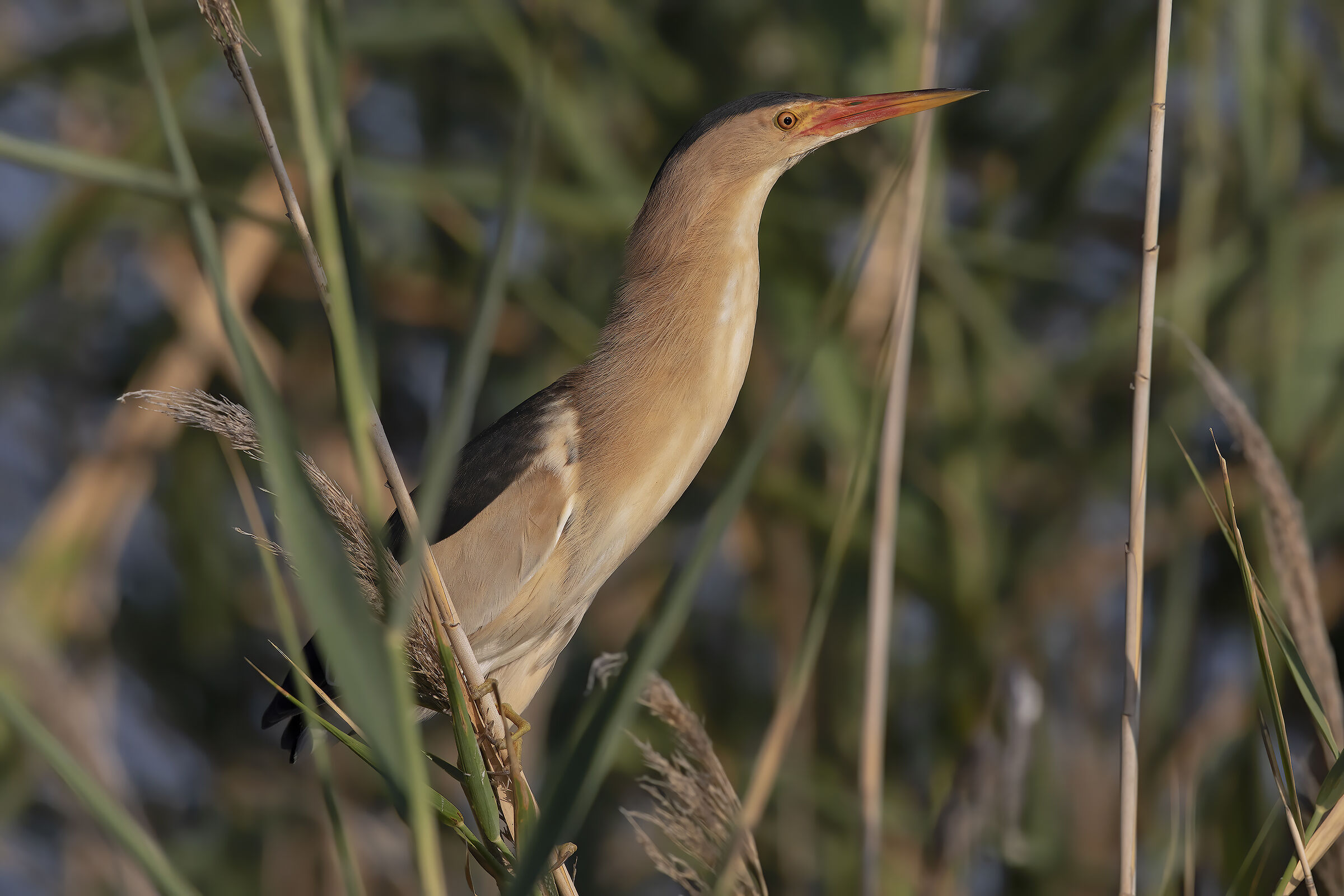 tarabusino, (ixobrychus minutus)