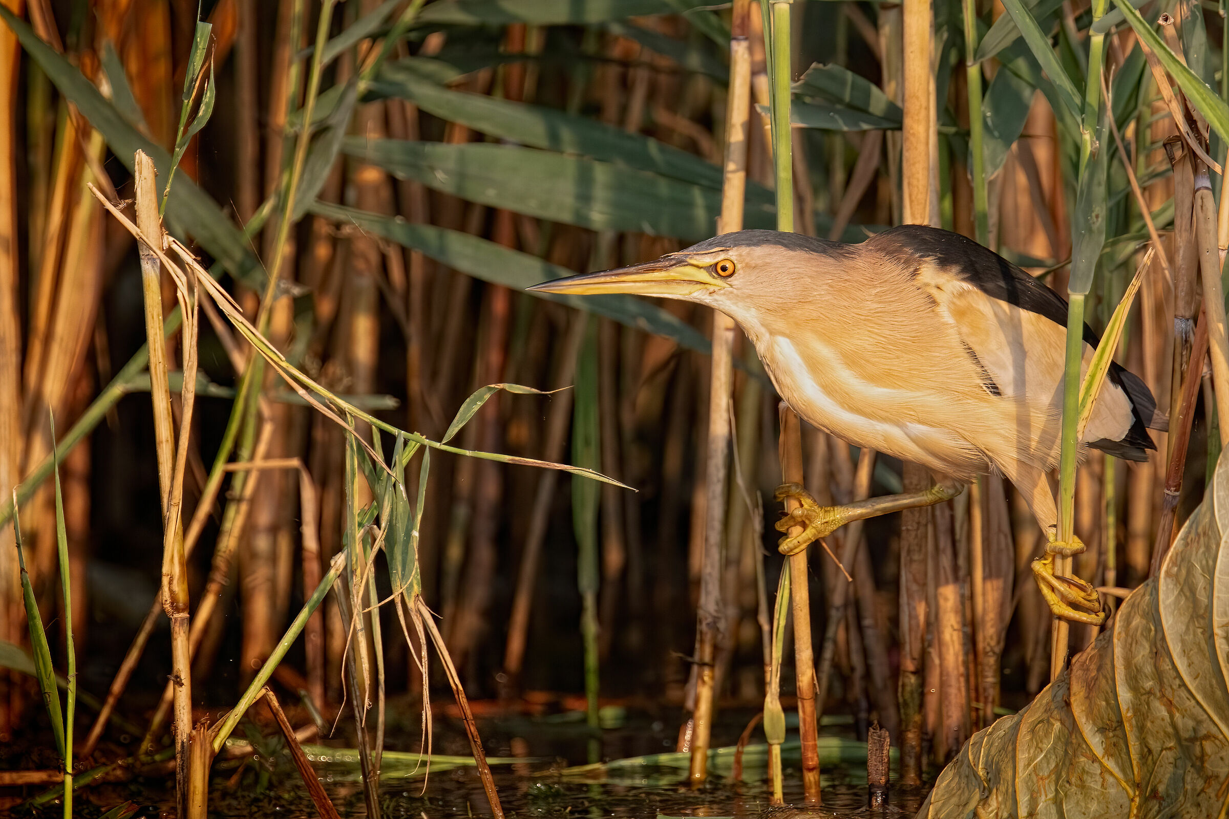 Incontri nel Parco del Mincio: Trabusino