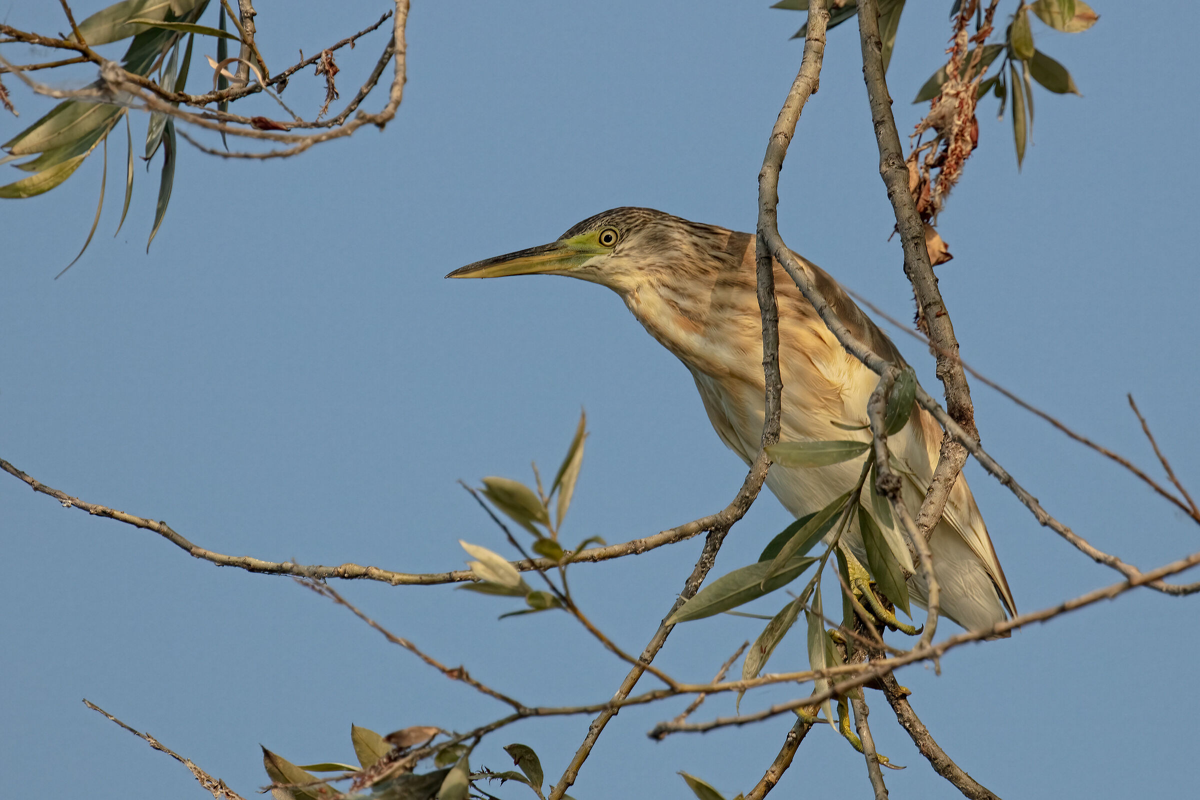 Incontri nel Parco del Mincio: Sgarza ciuffetto
