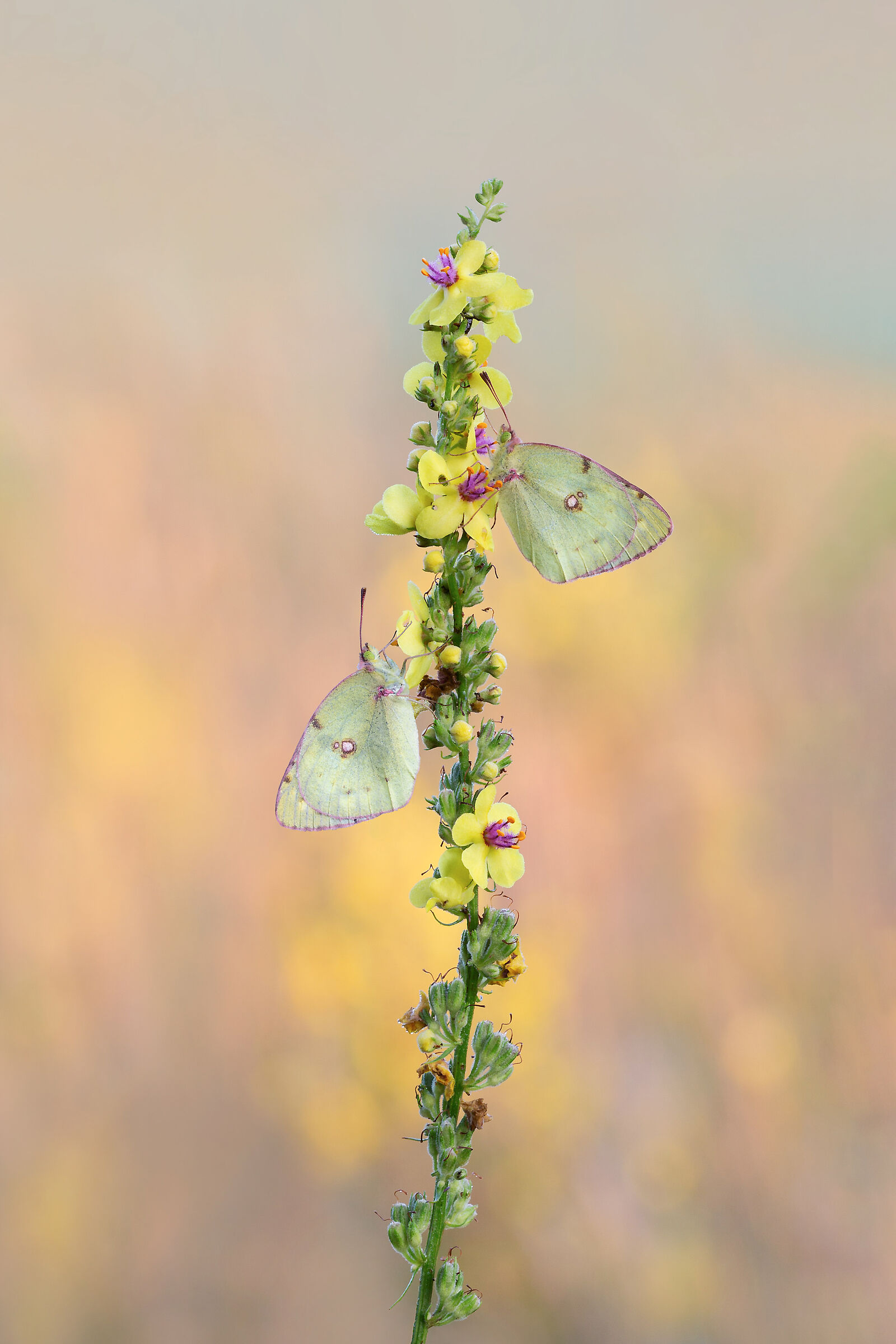 yellow sunrise property