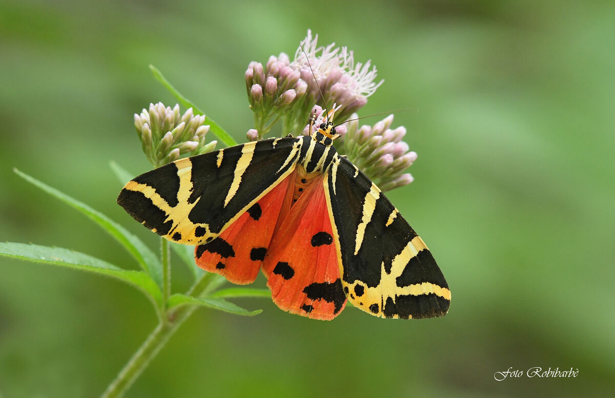 Euplagia quadripunctaria...falena dell'edera...