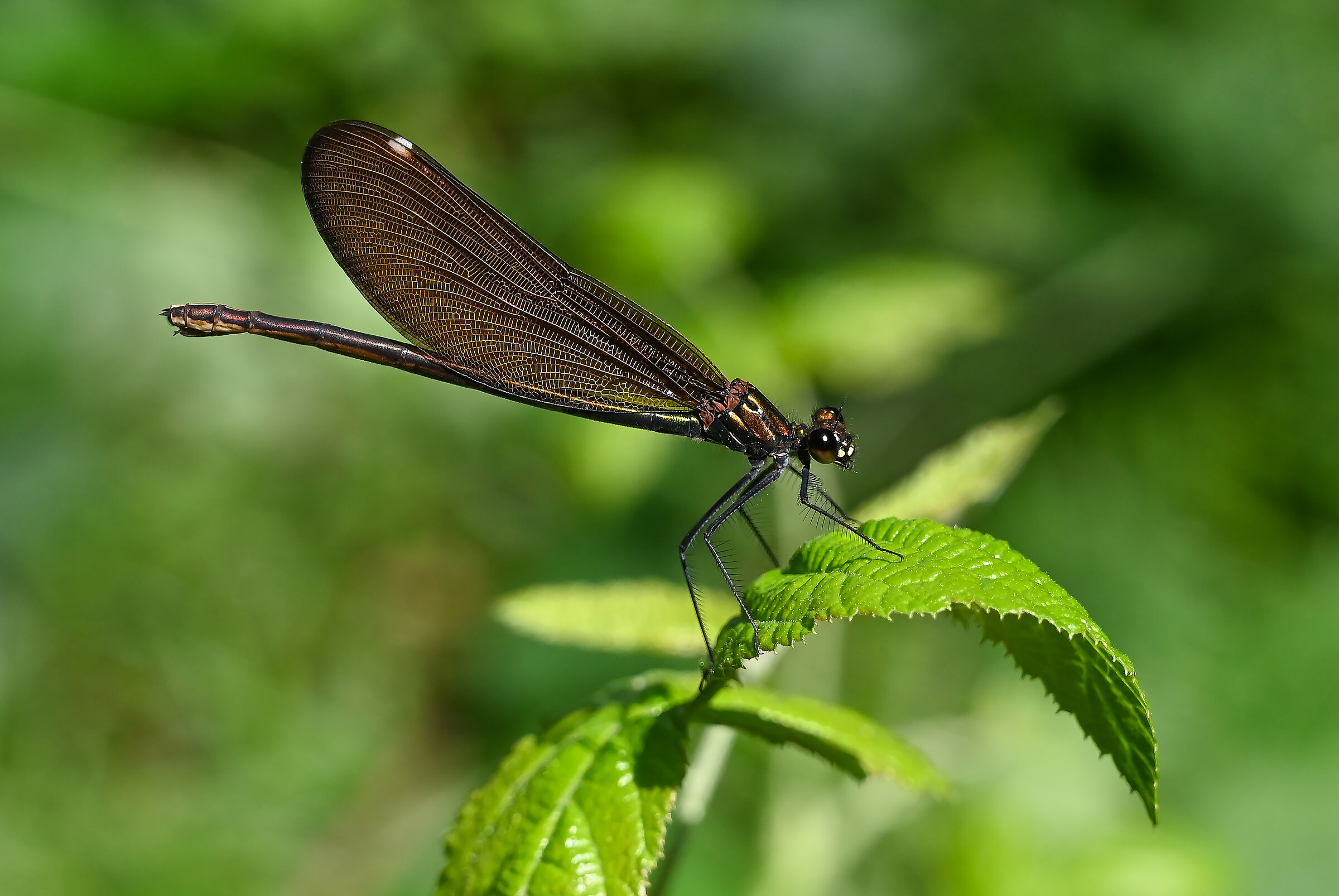 Calopterix female virgo