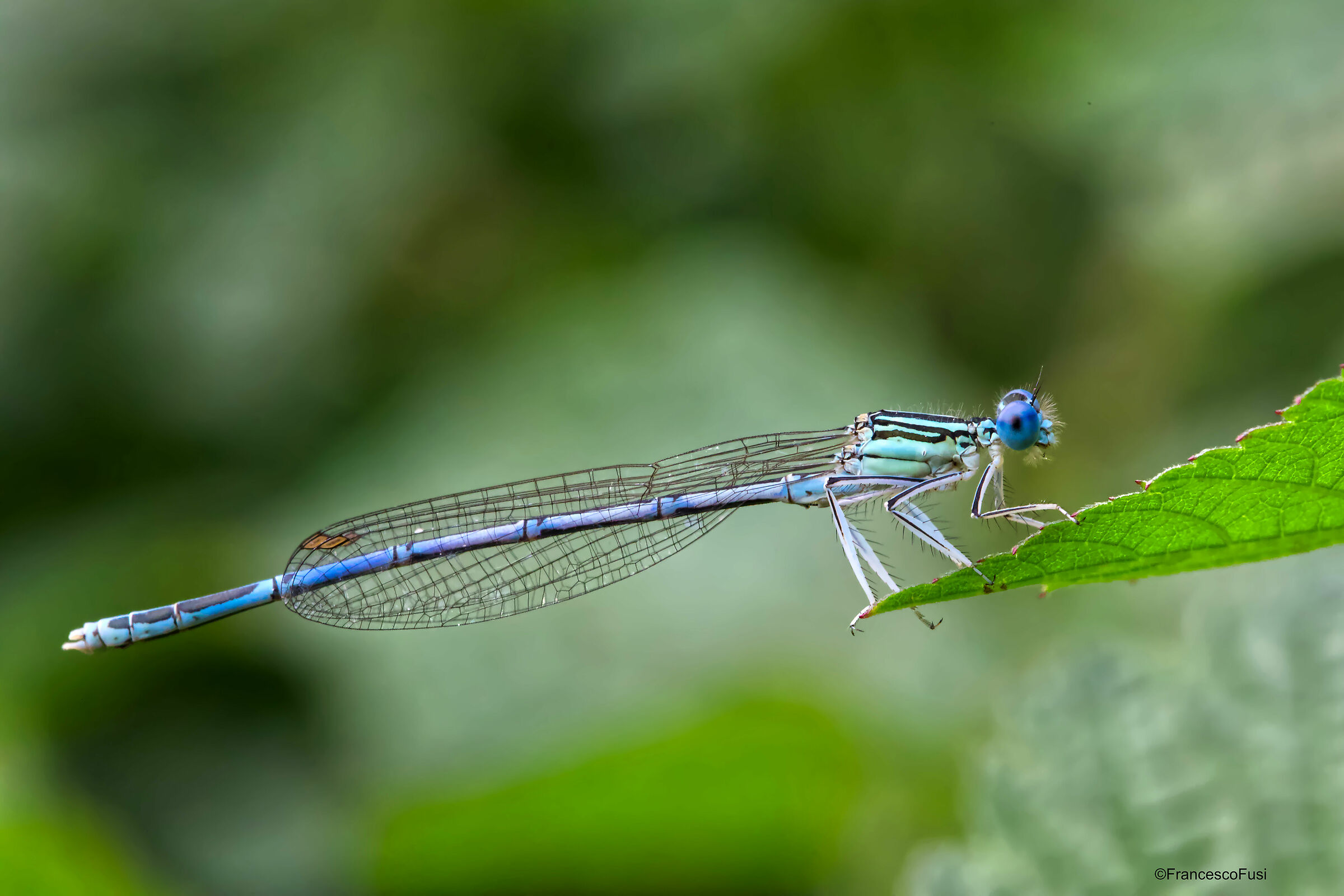 Plactynemis pennipes