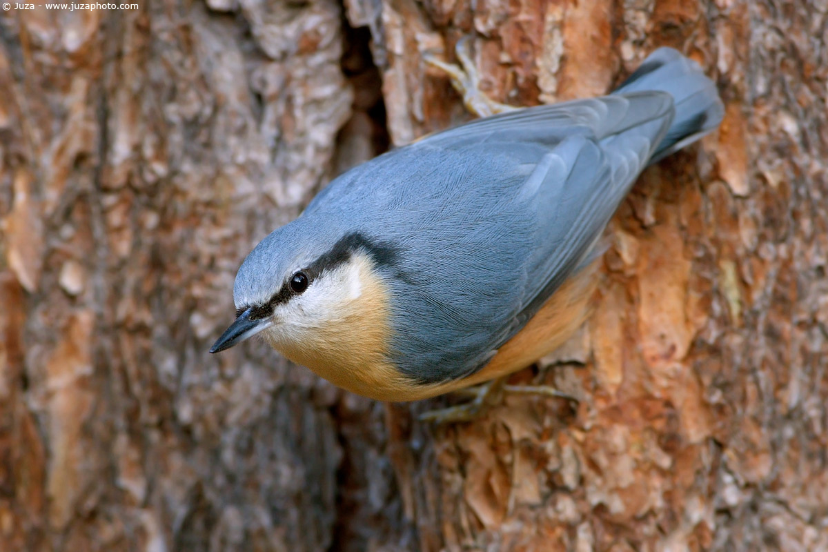 Sitta europaea (Picchio Muratore), 003944