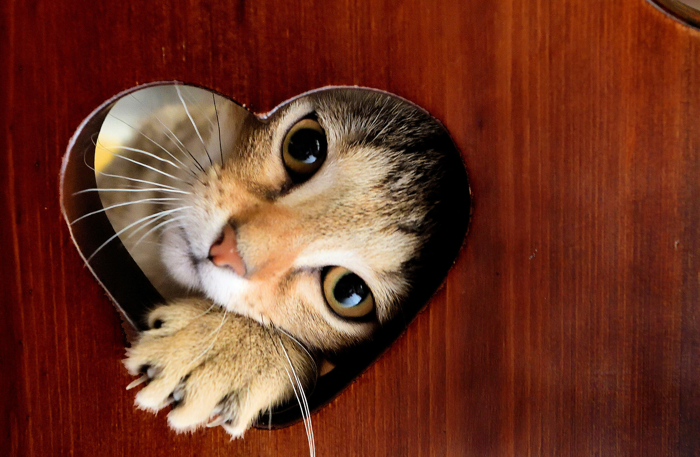 Entrerò nel tuo cuore