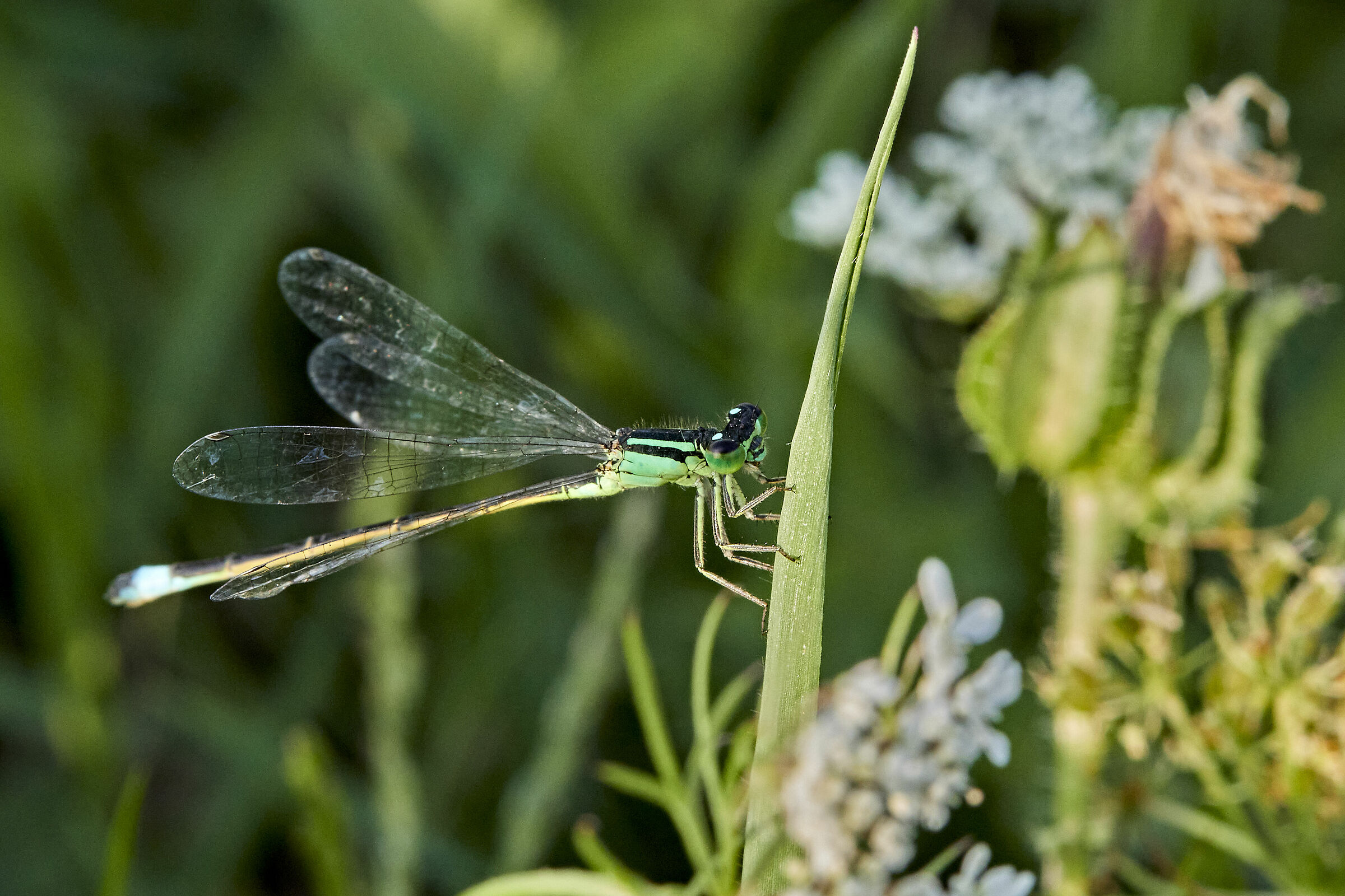 Ischnura elegans (female?)