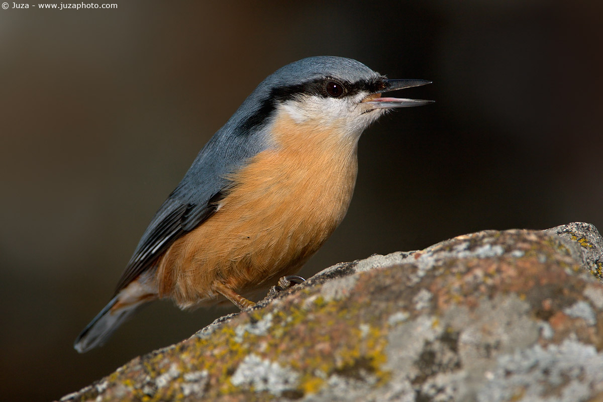 Sitta europaea (nuthatch), 004570
