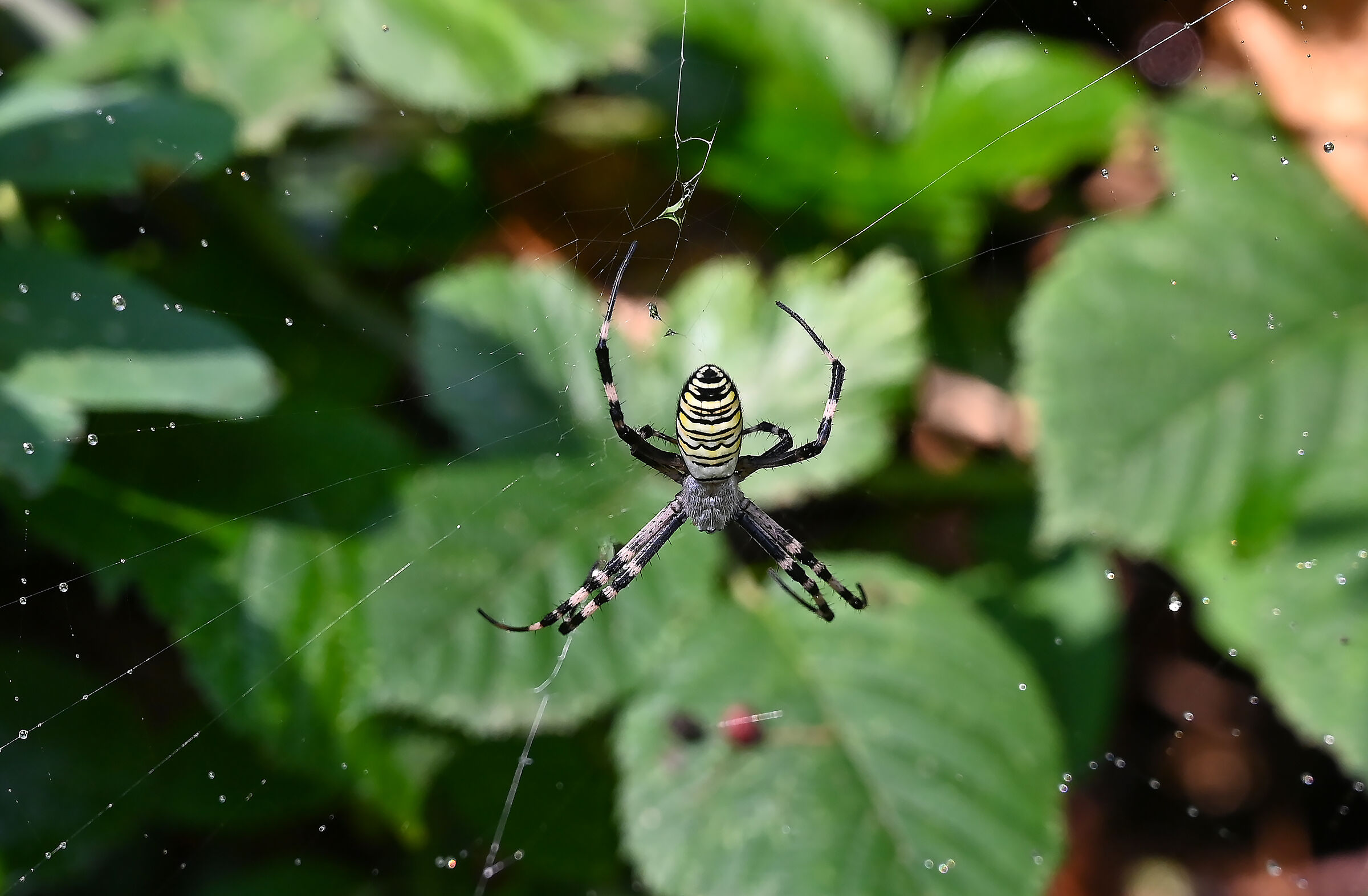 Argiope bruennichi