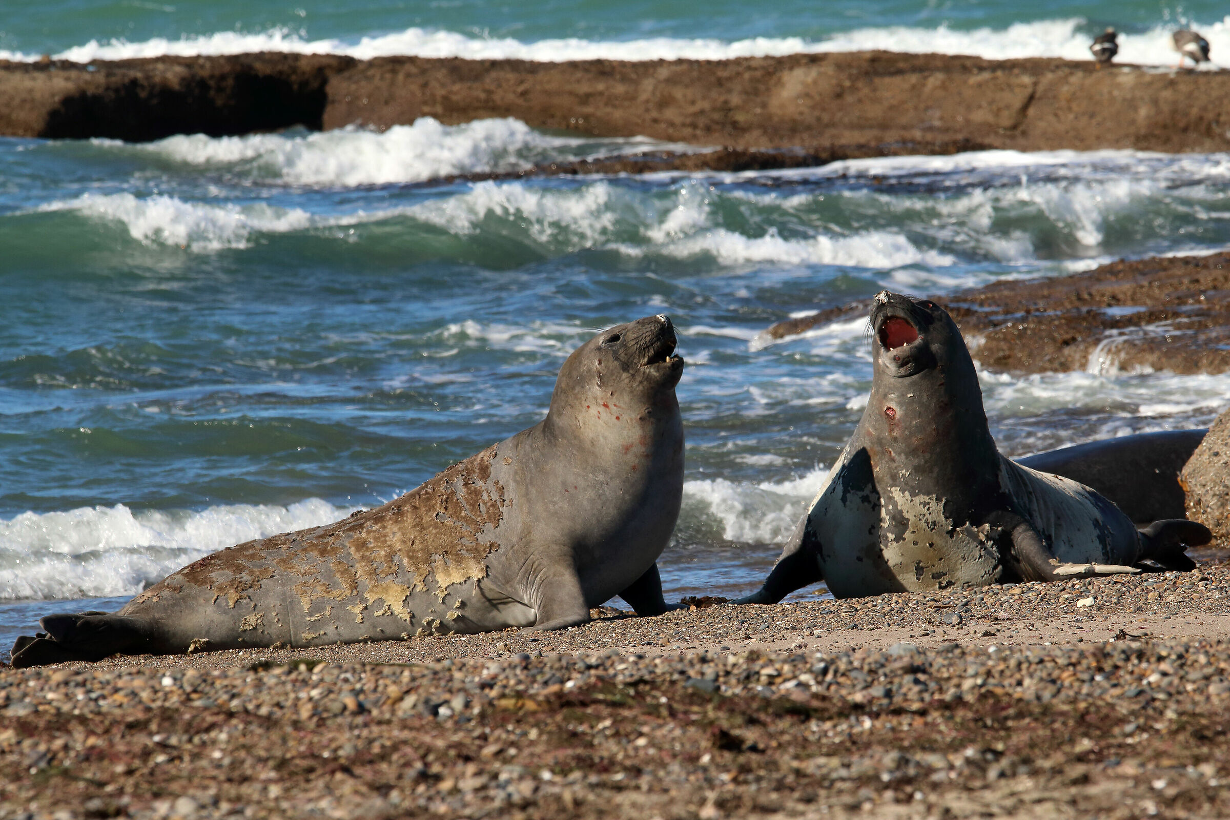 sea lions in Valdez