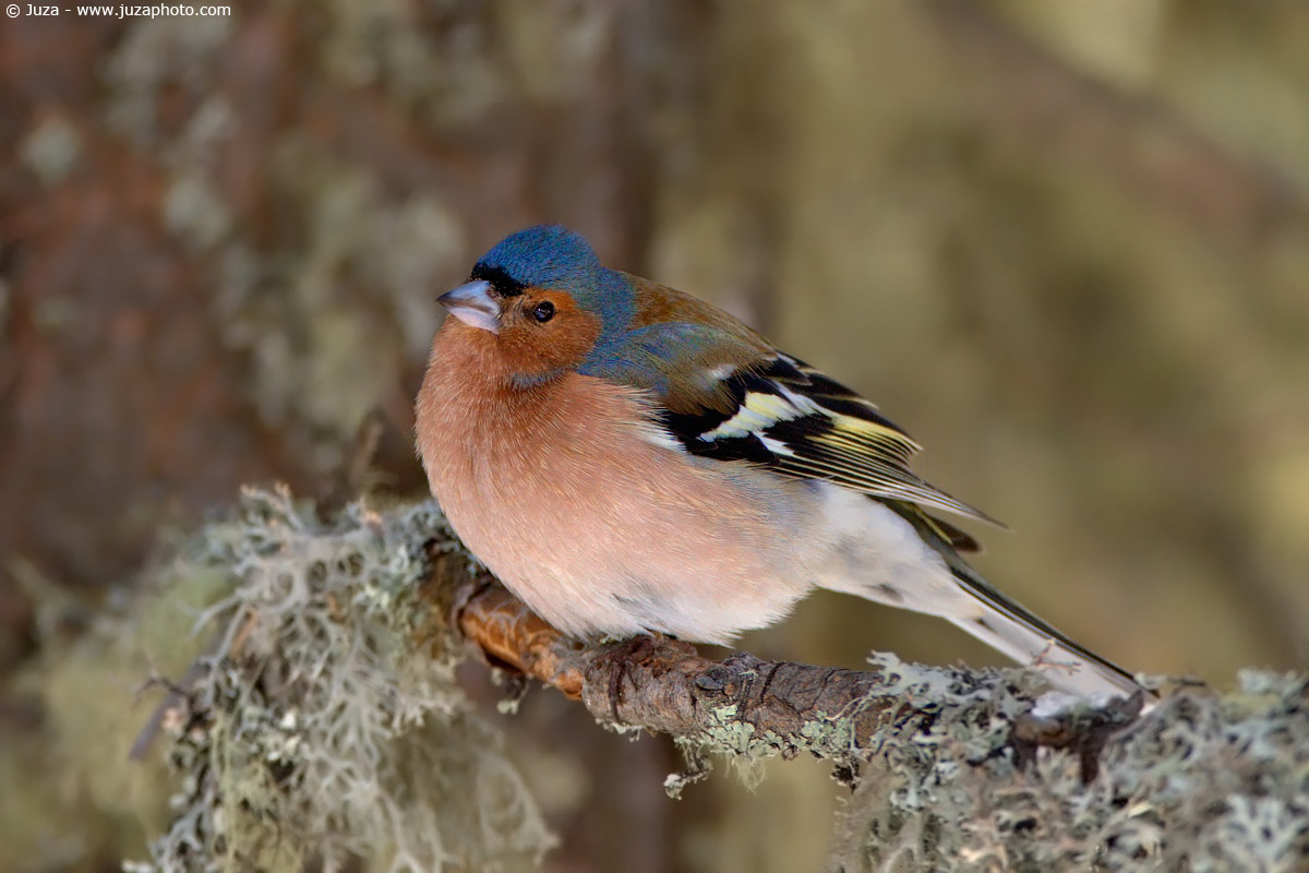 Chaffinch (Chaffinch), 005084