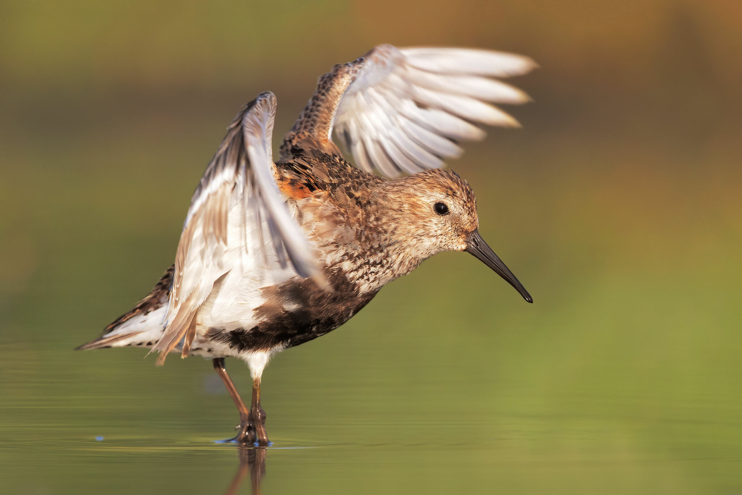 black-bellied raincover