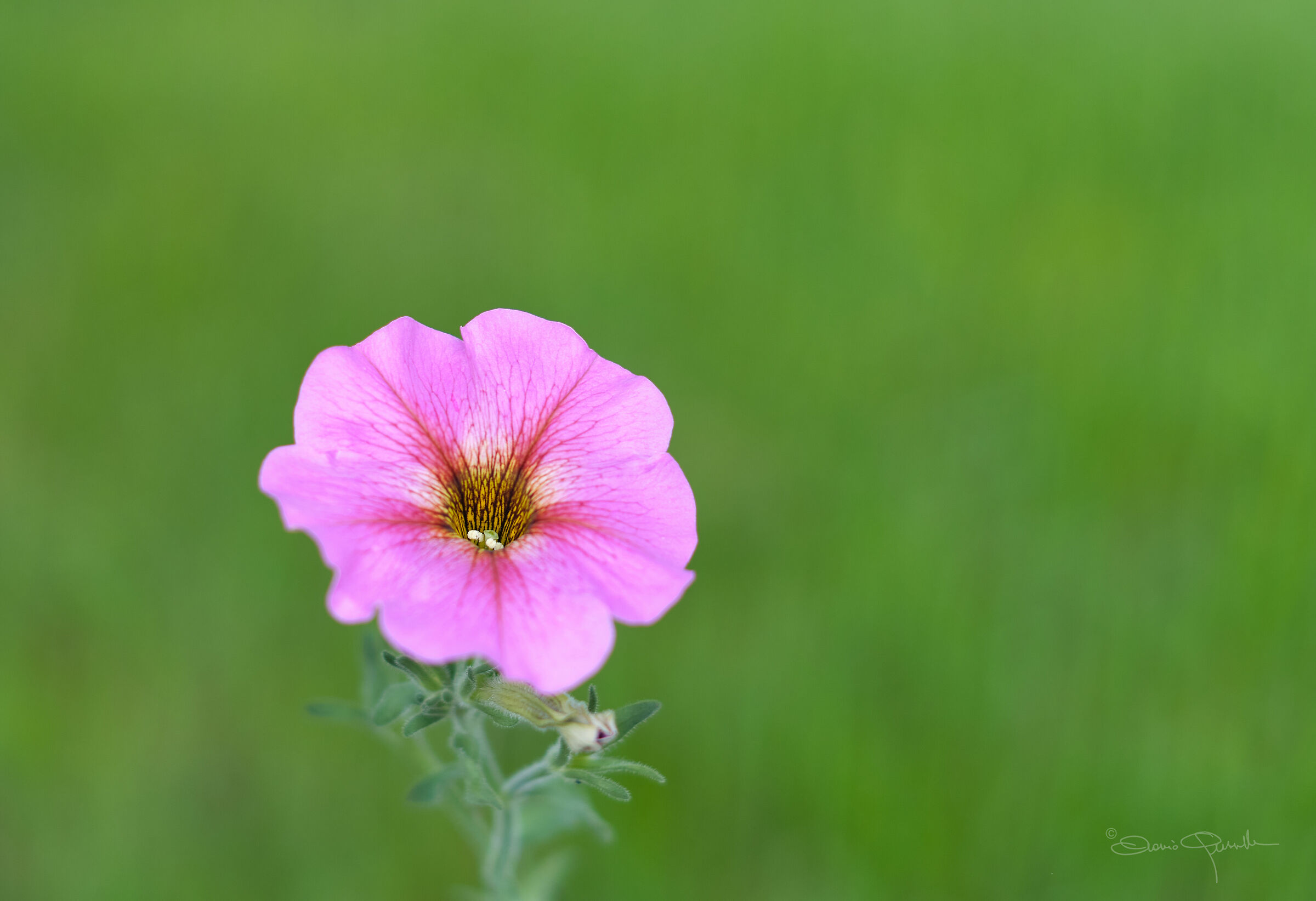 Petunia integrifolia
