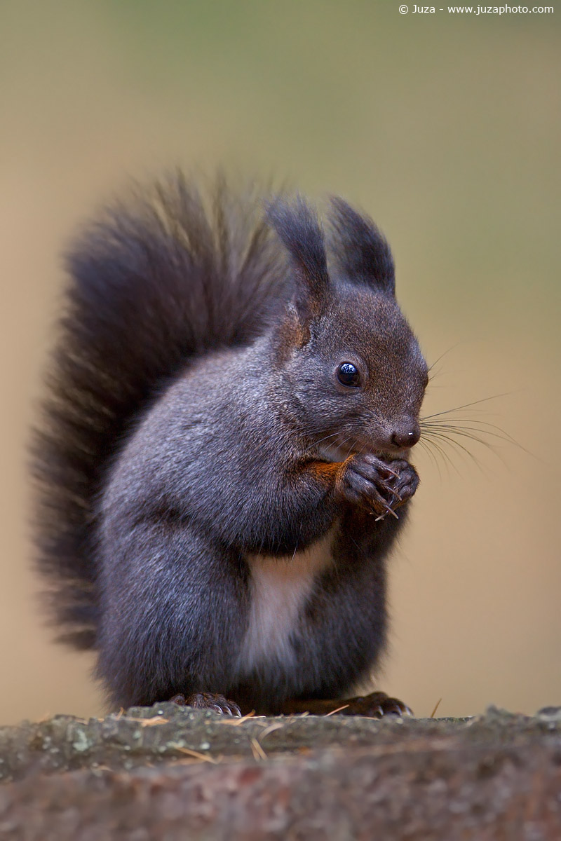 Sciurus vulgaris (Scoiattolo), 003776
