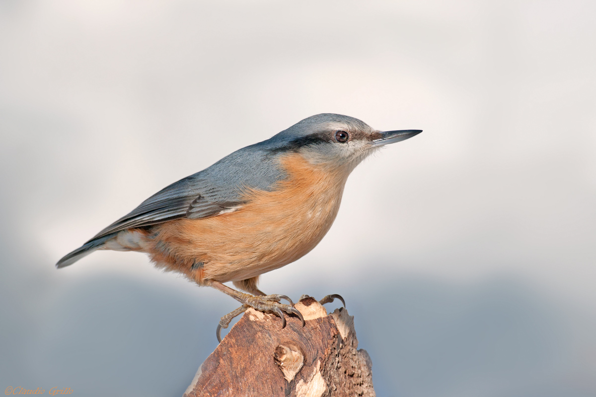 Nuthatch