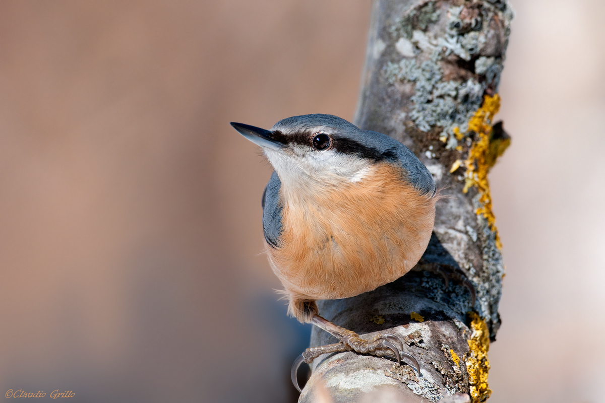 Nuthatch